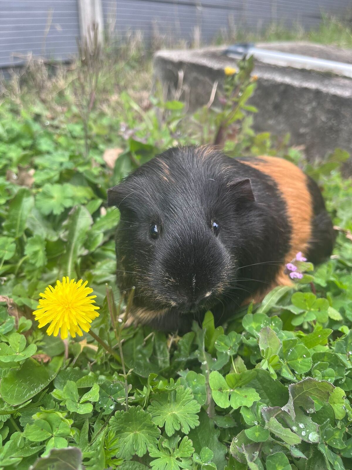 Adoption Little