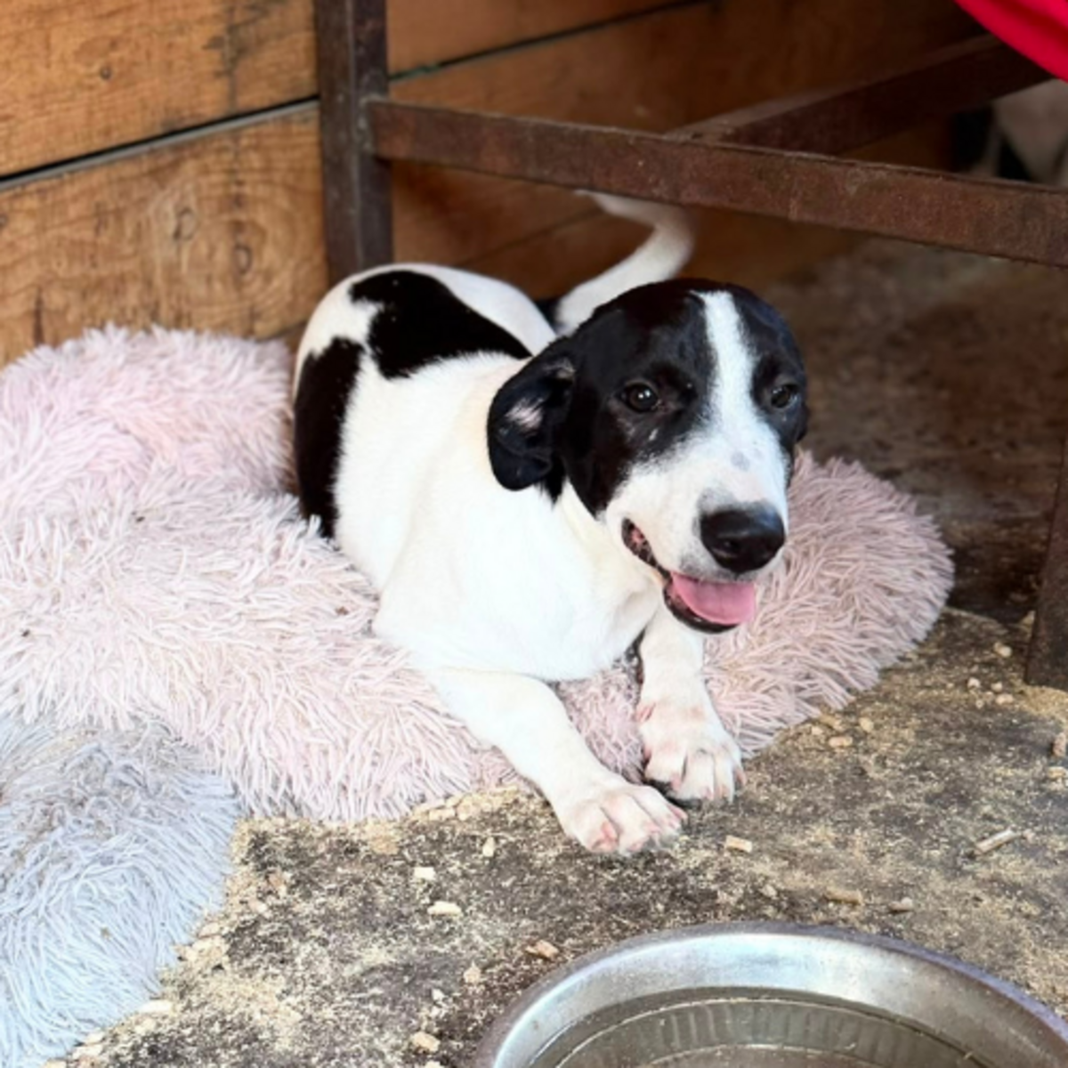 Adoption MAO