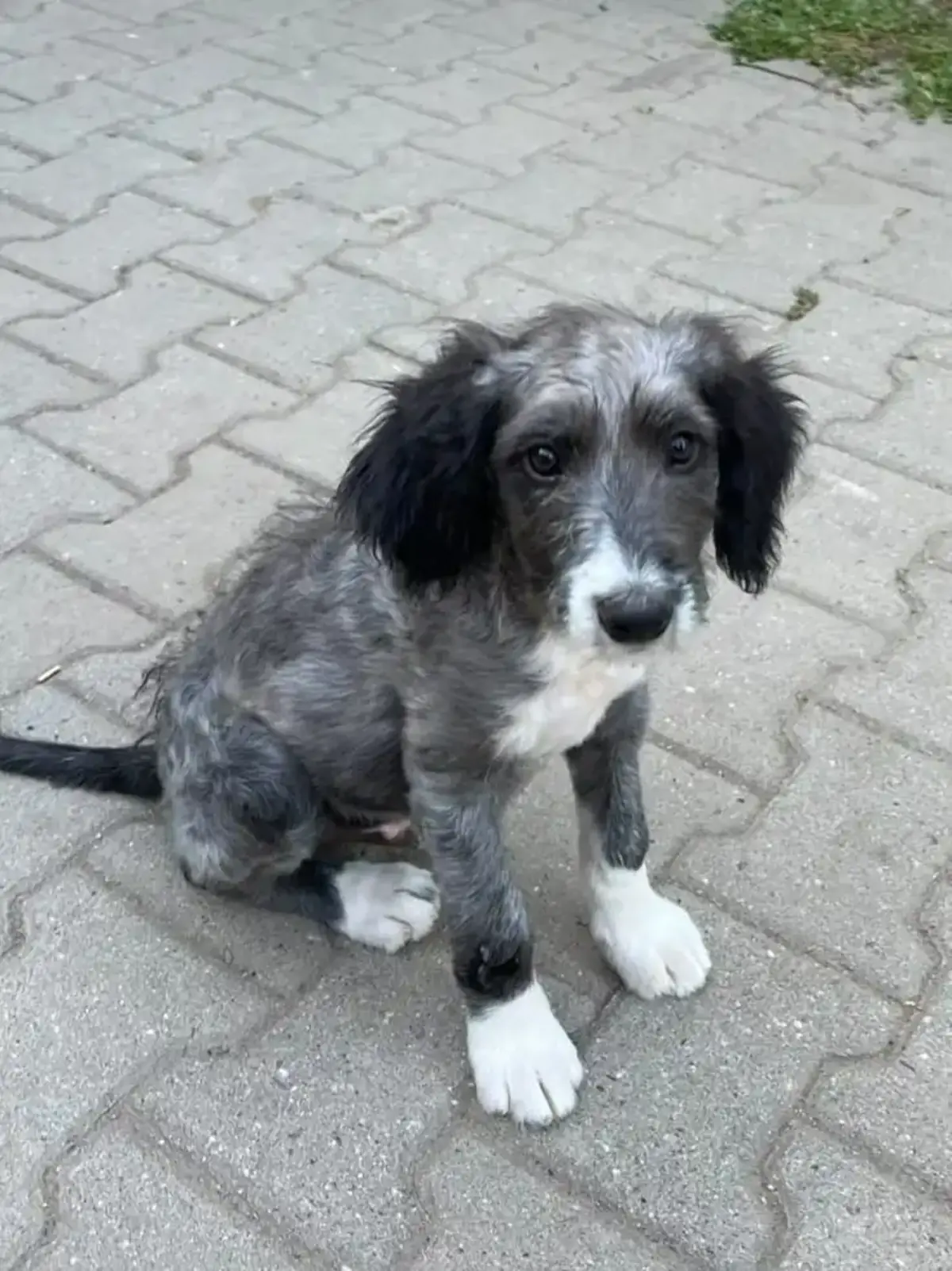 Adoption Armin