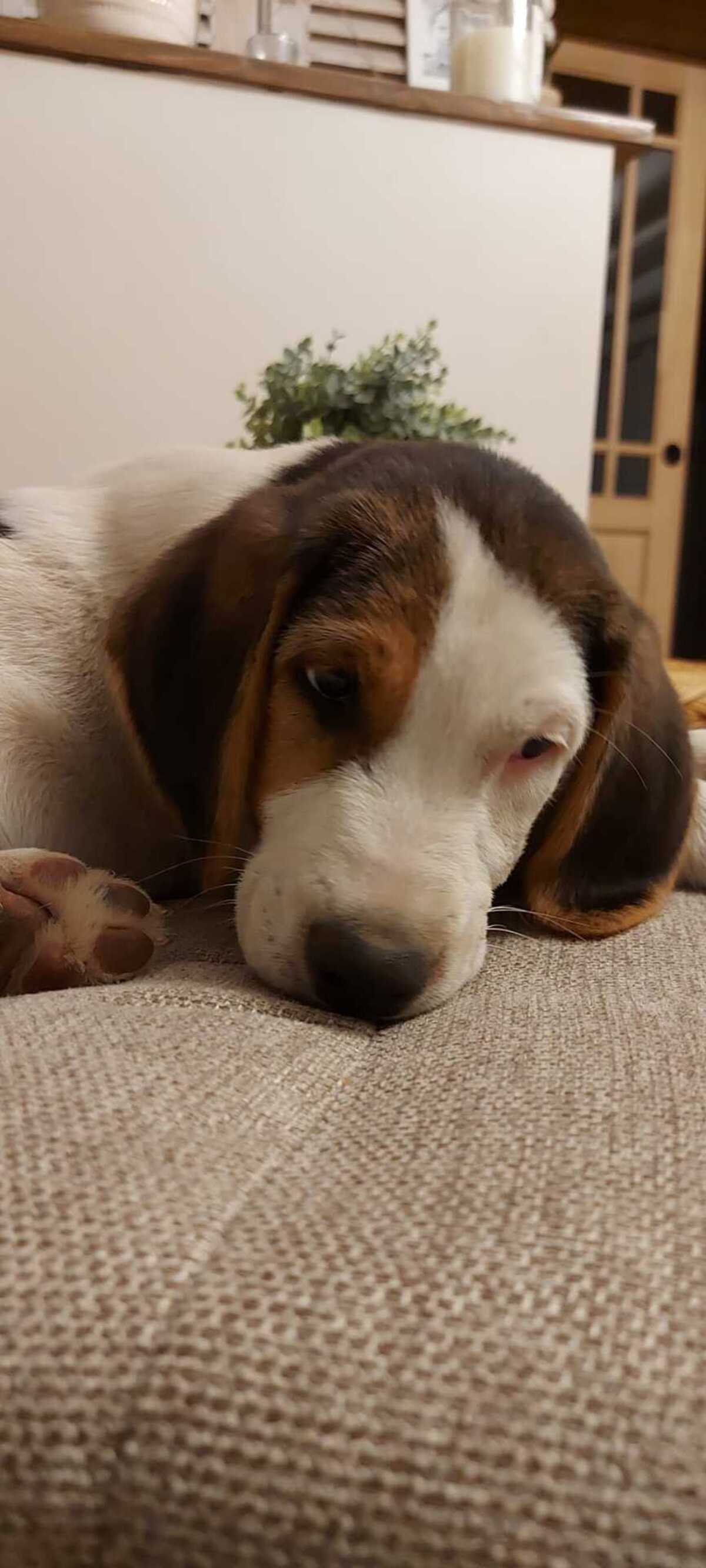Adoption Baki