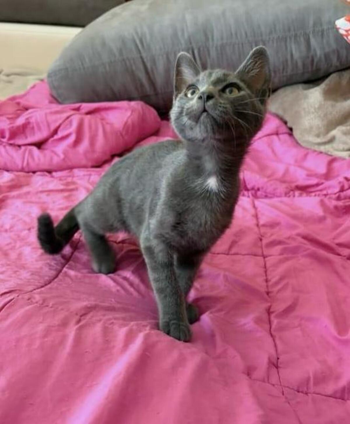 Adoption Gray