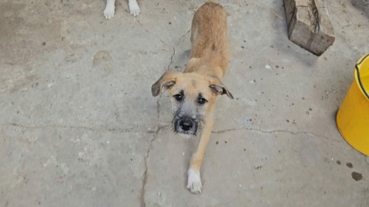 Adoption Reha