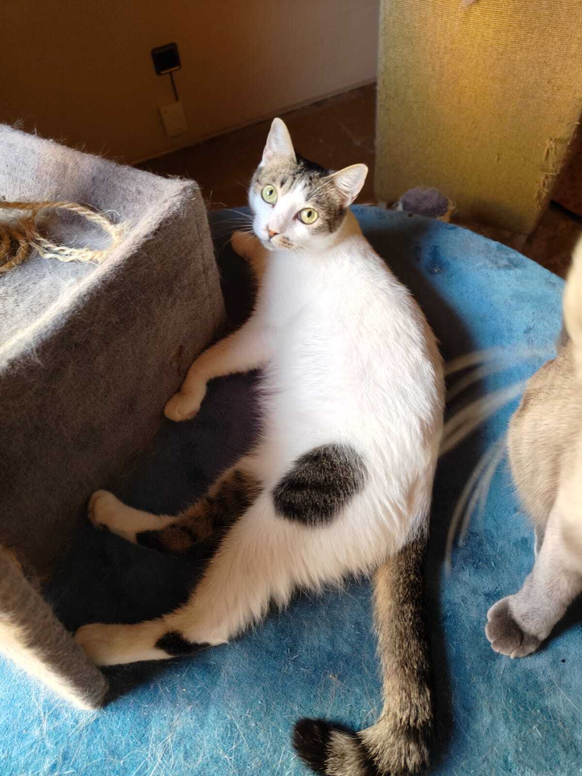 Adoption Estrella