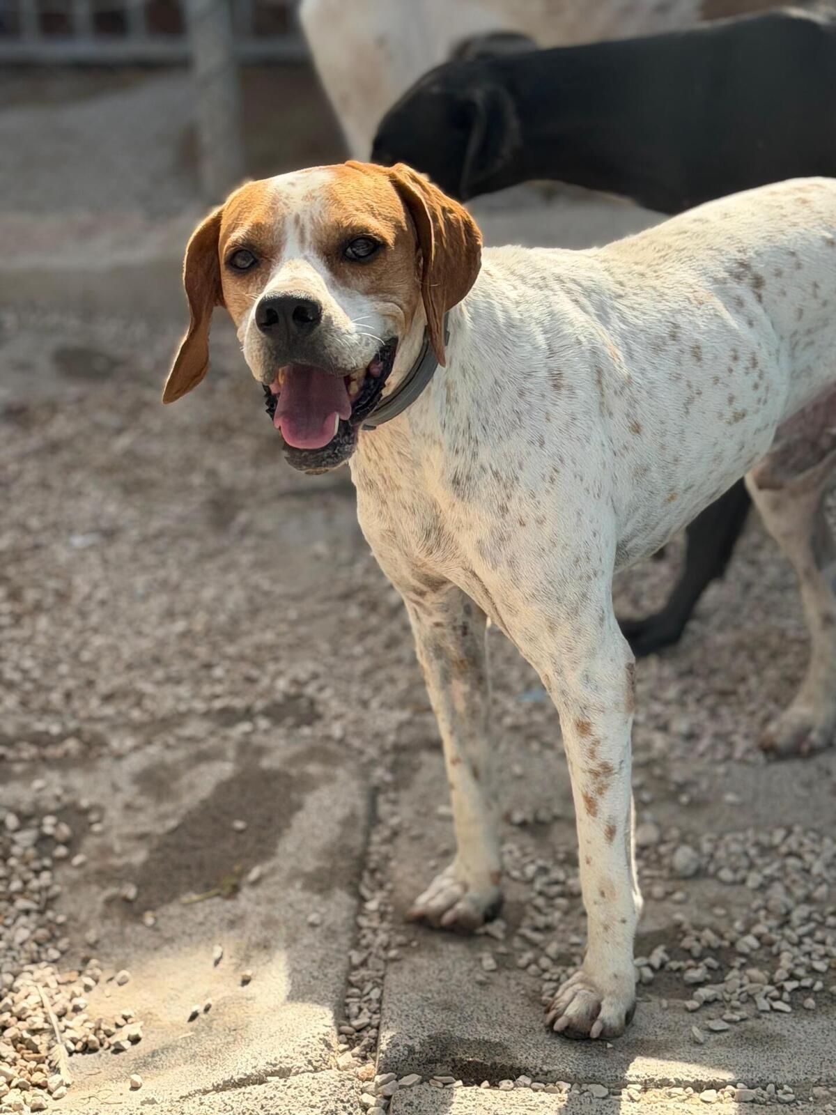 Adoption Thor