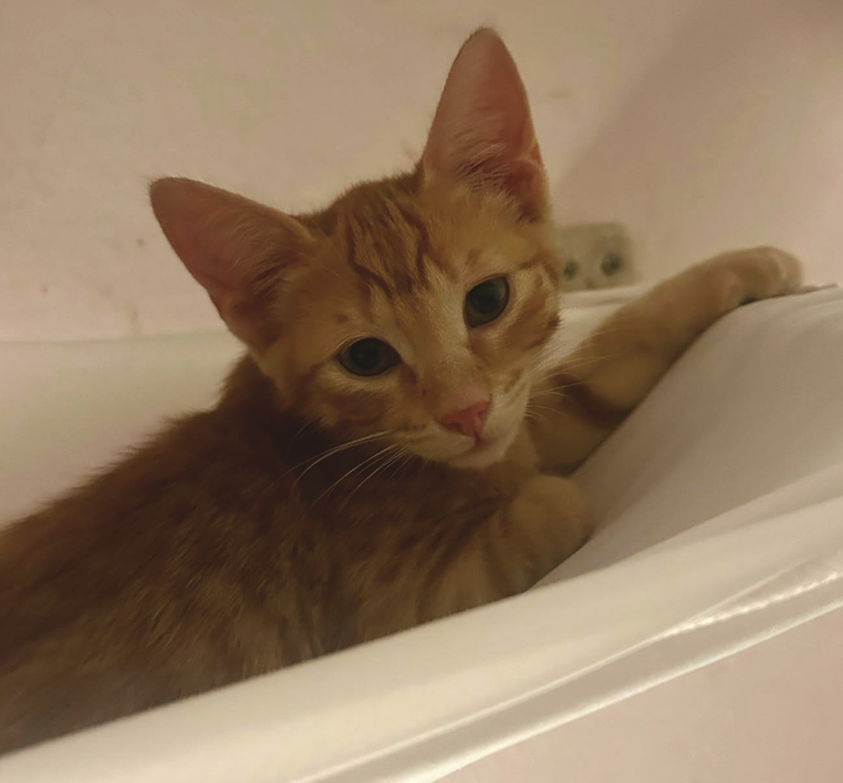 Adoption Brody