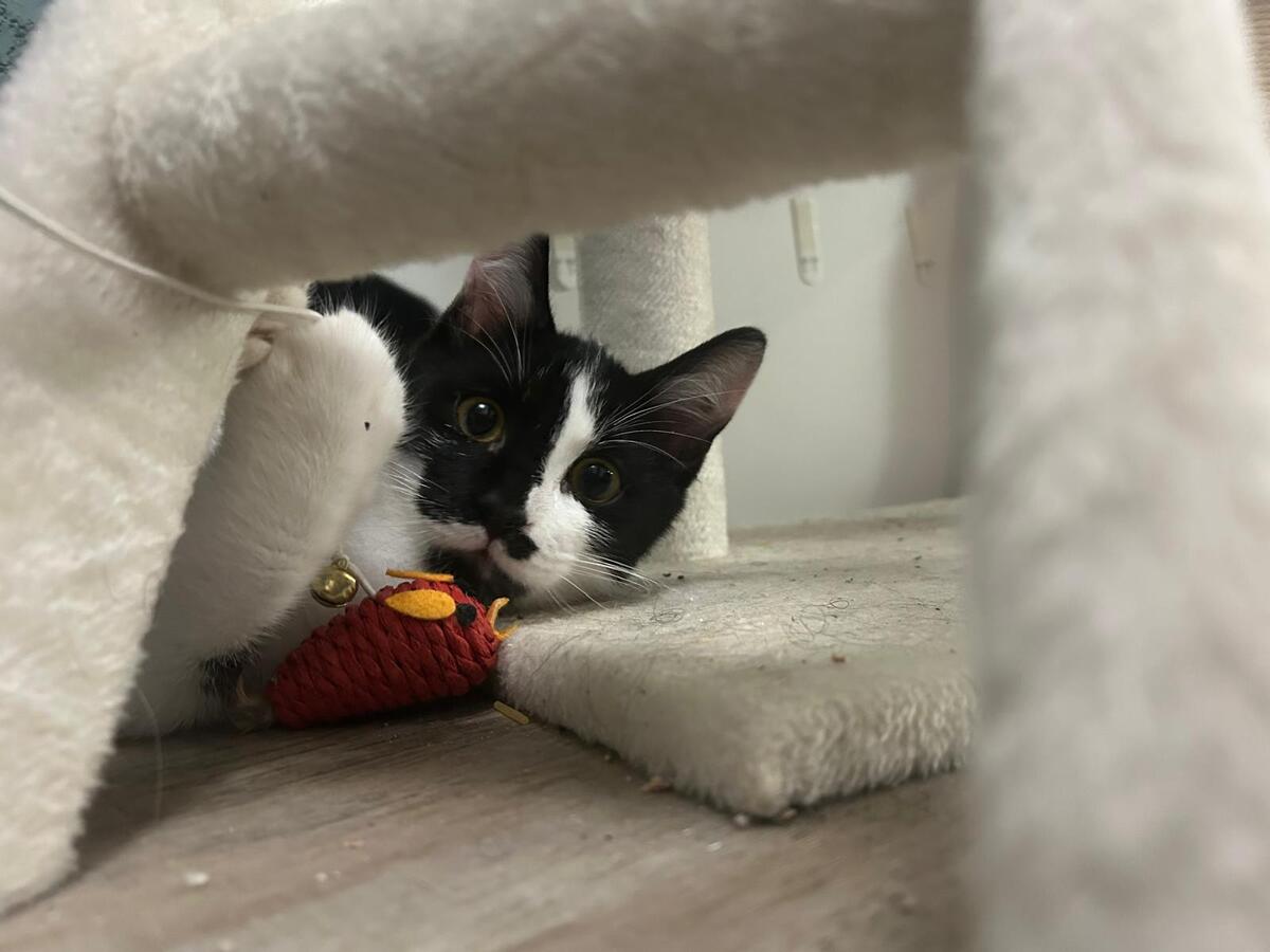 Adoption Cacao