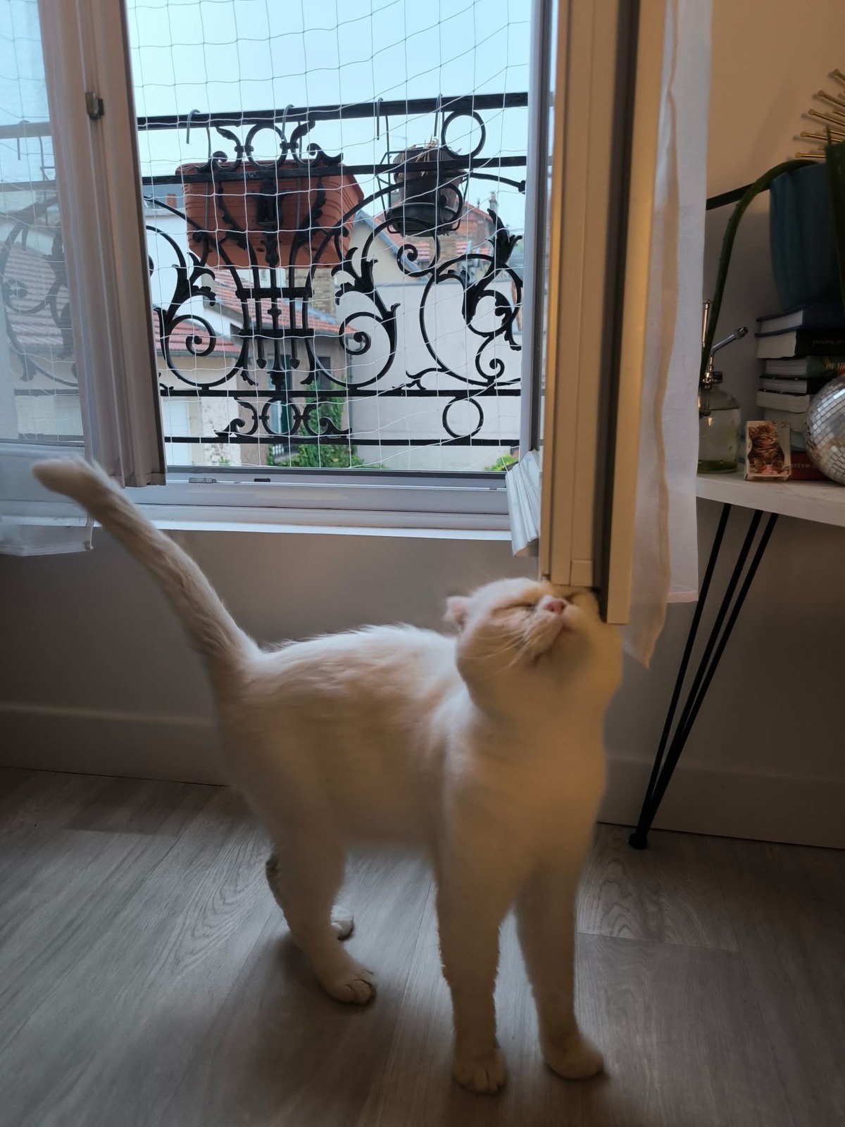 Adoption Nestor