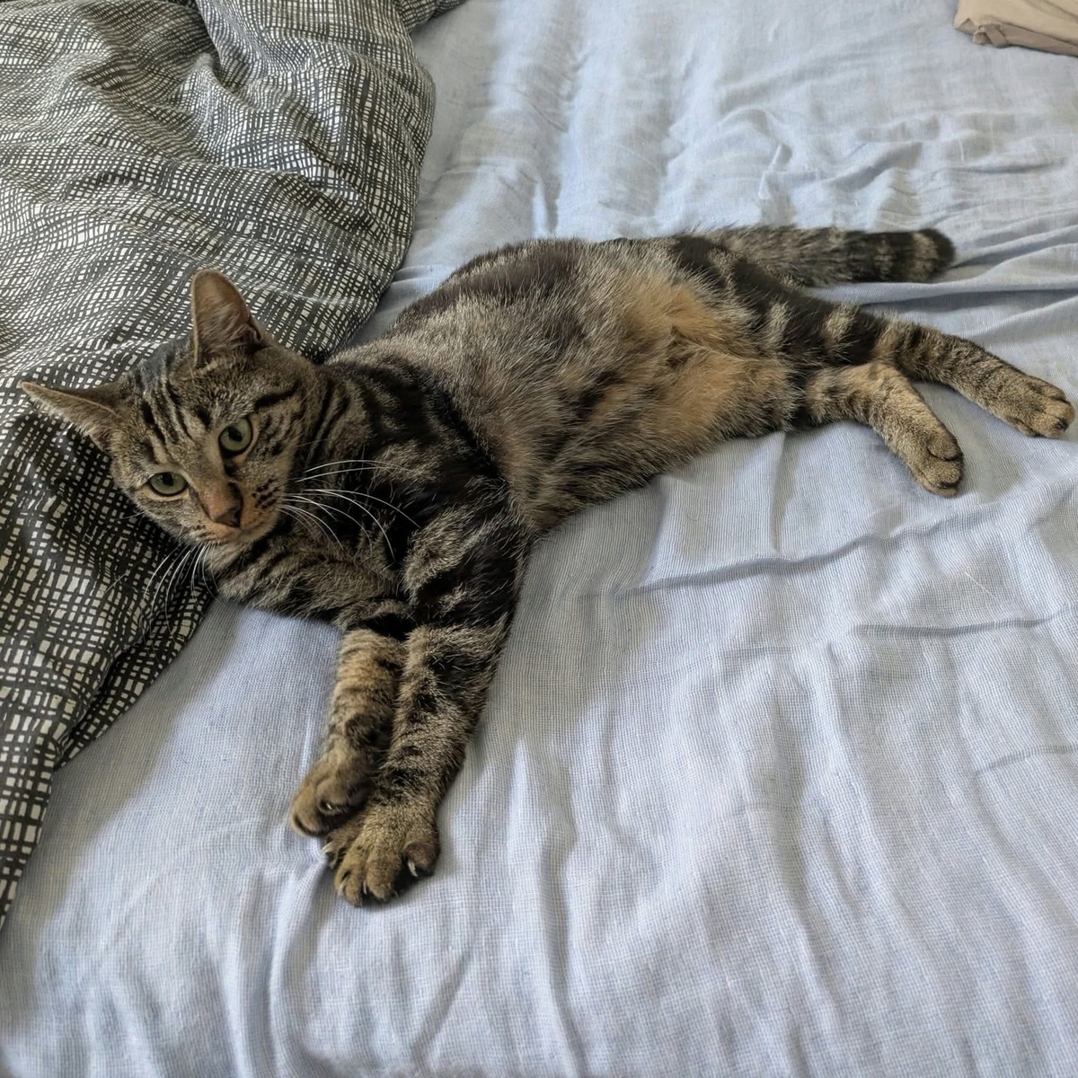 Adoption Sharmine 