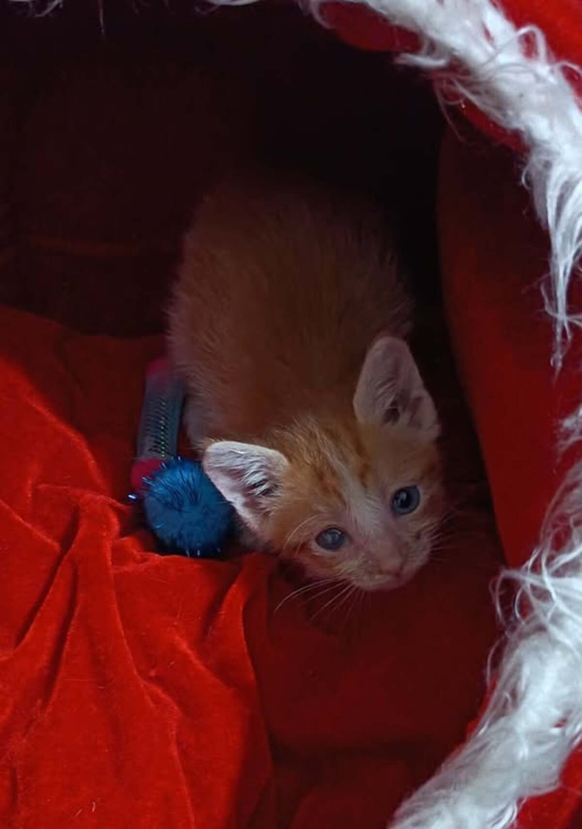 Adoption Cannelle