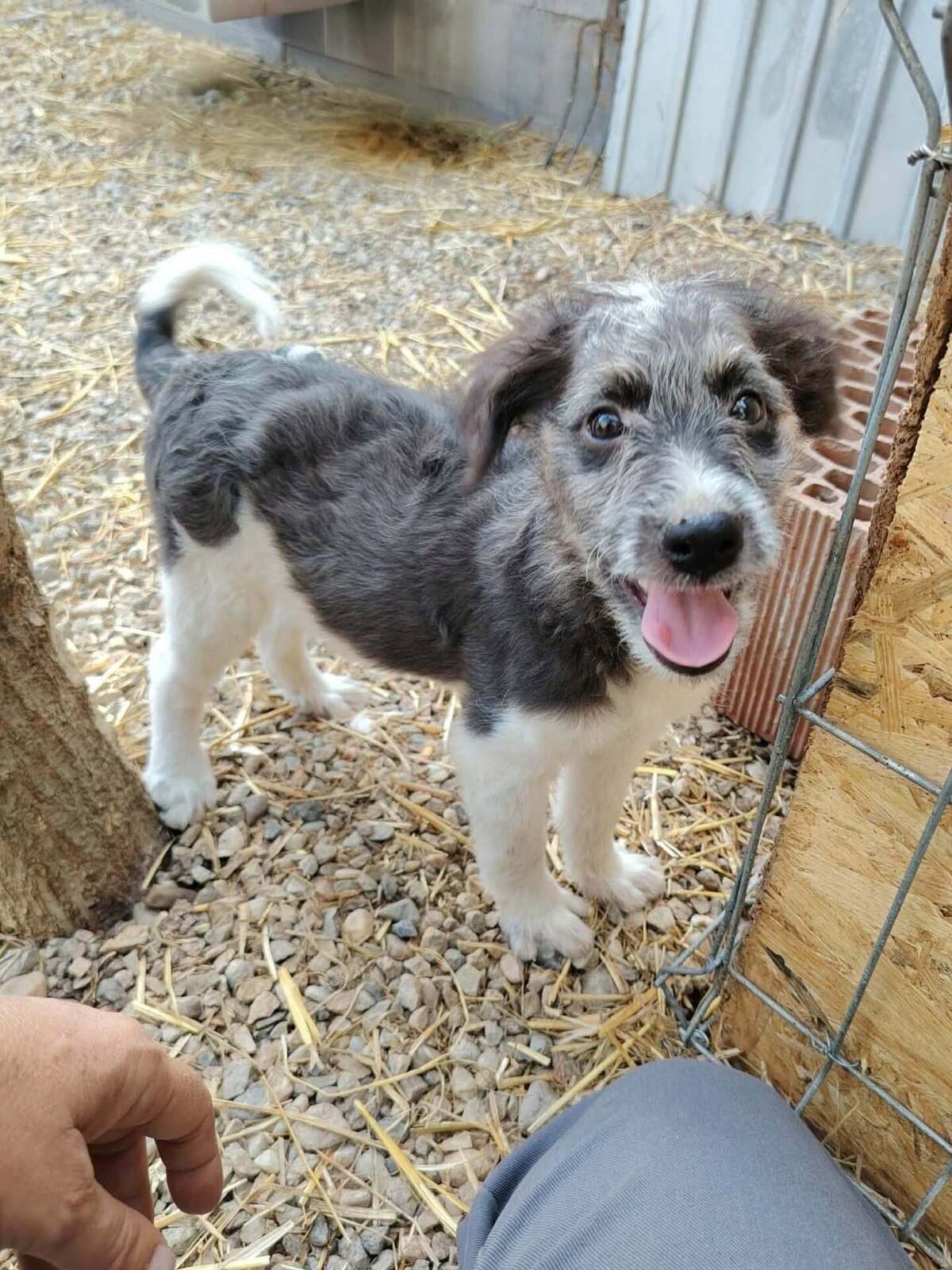 Adoption Muffin