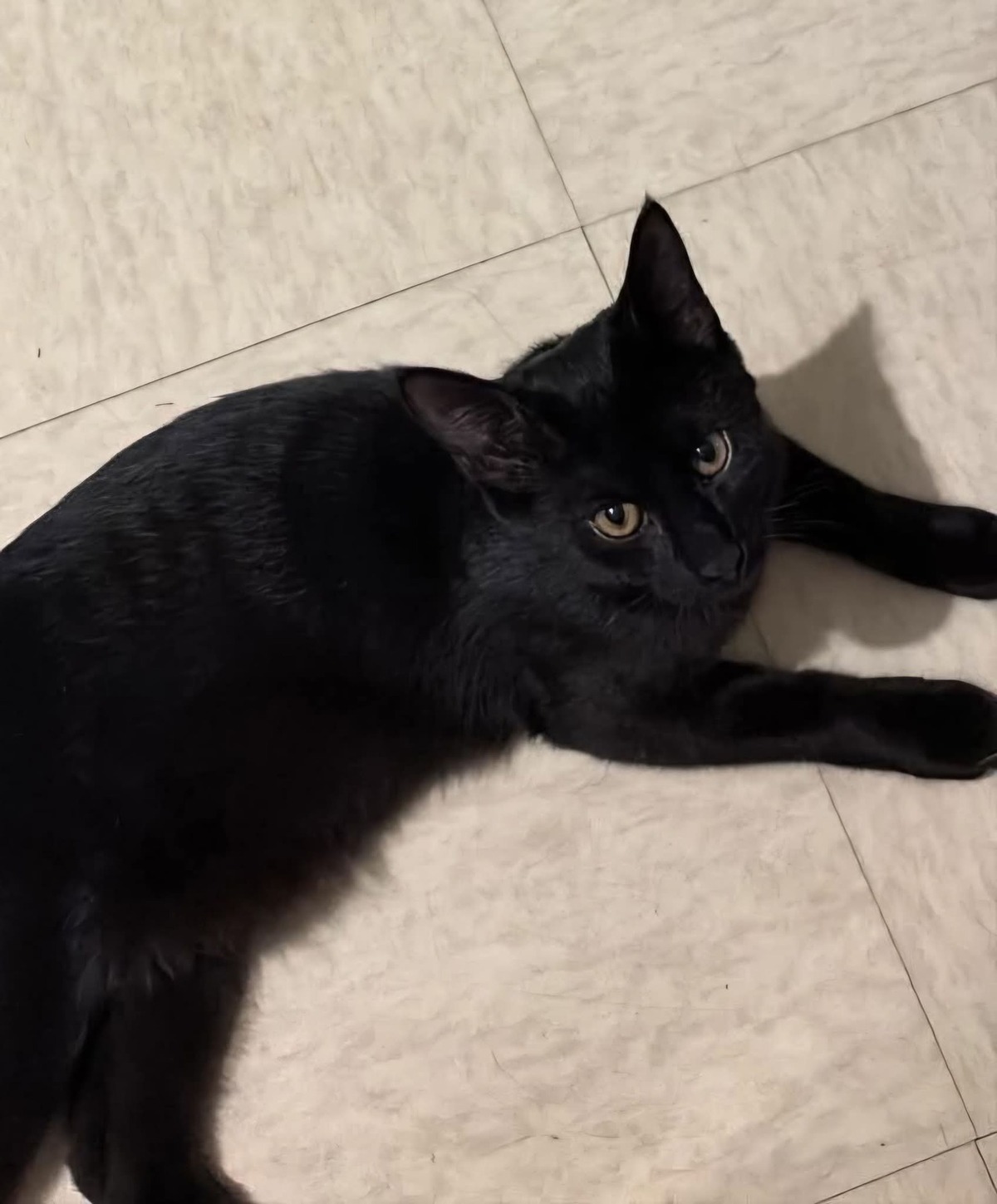 Adoption Winnie