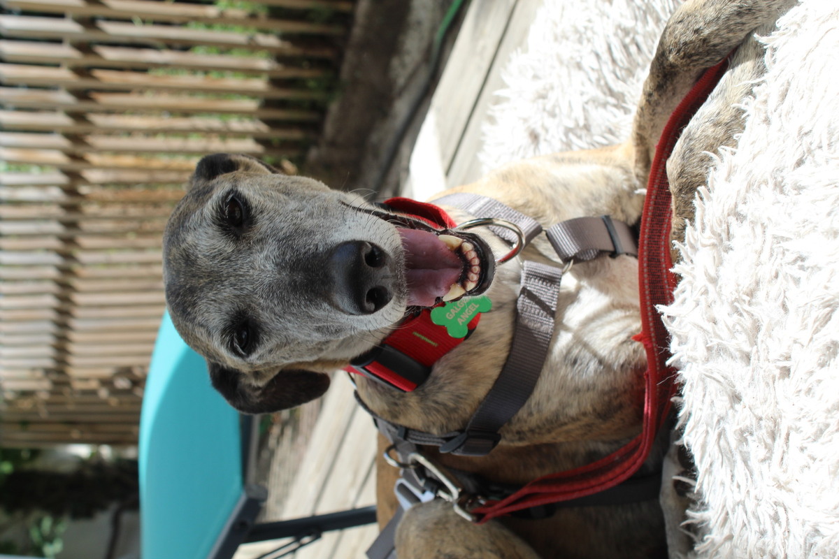 Adoption Chapu