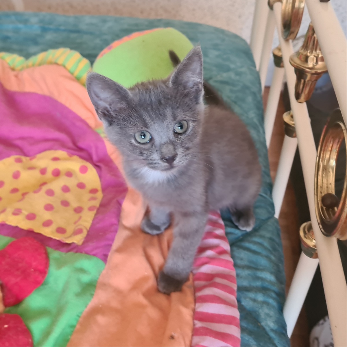 Adoption Marcia