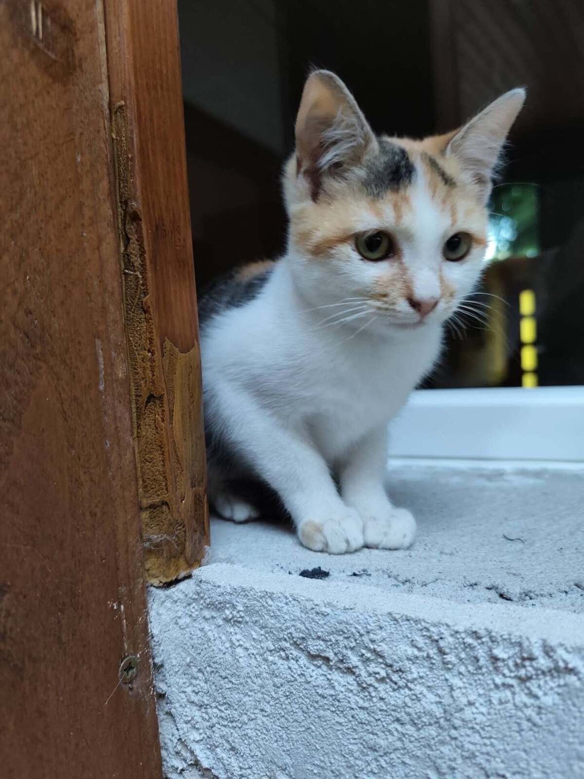 Adoption Bria