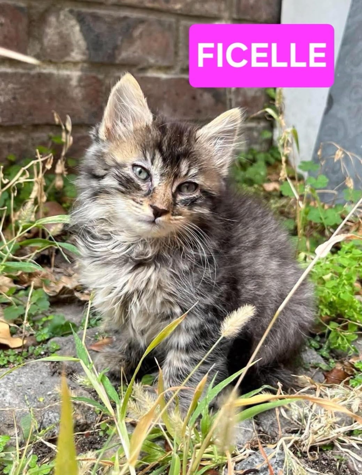 Adoption Velouria et Ficelle Duo 