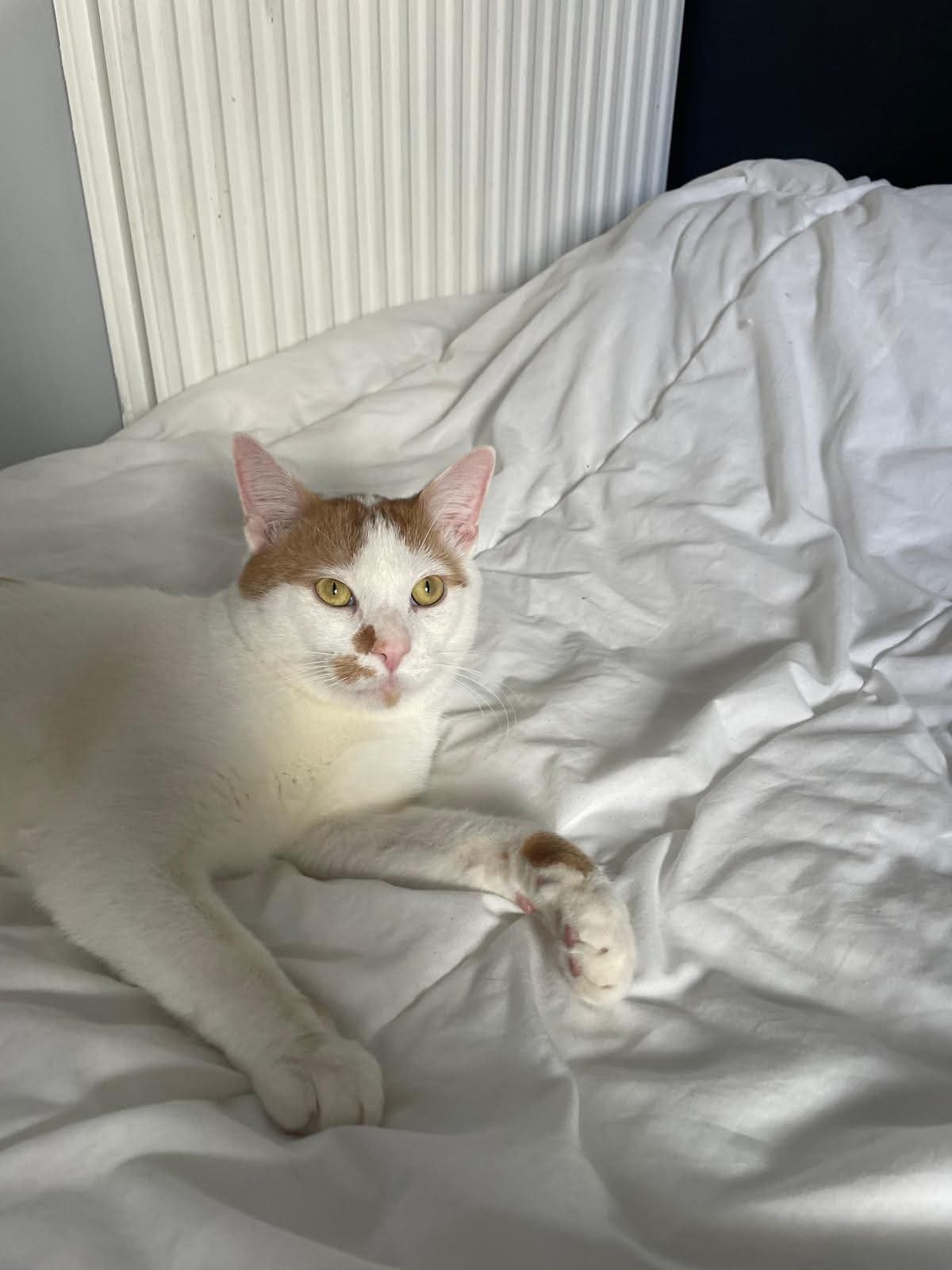 Adoption Charlie