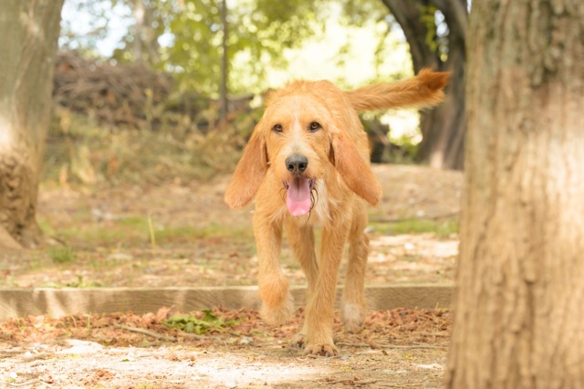Adoption PLUTO