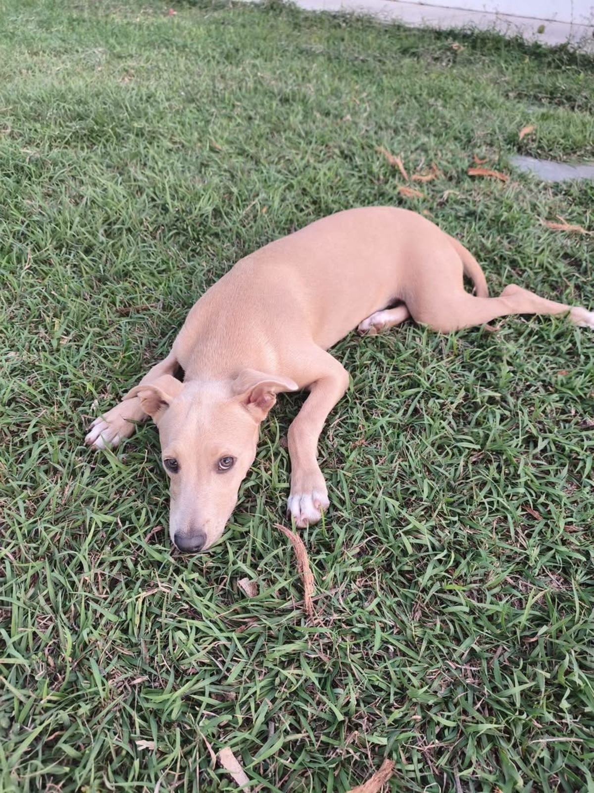 Adoption Mika