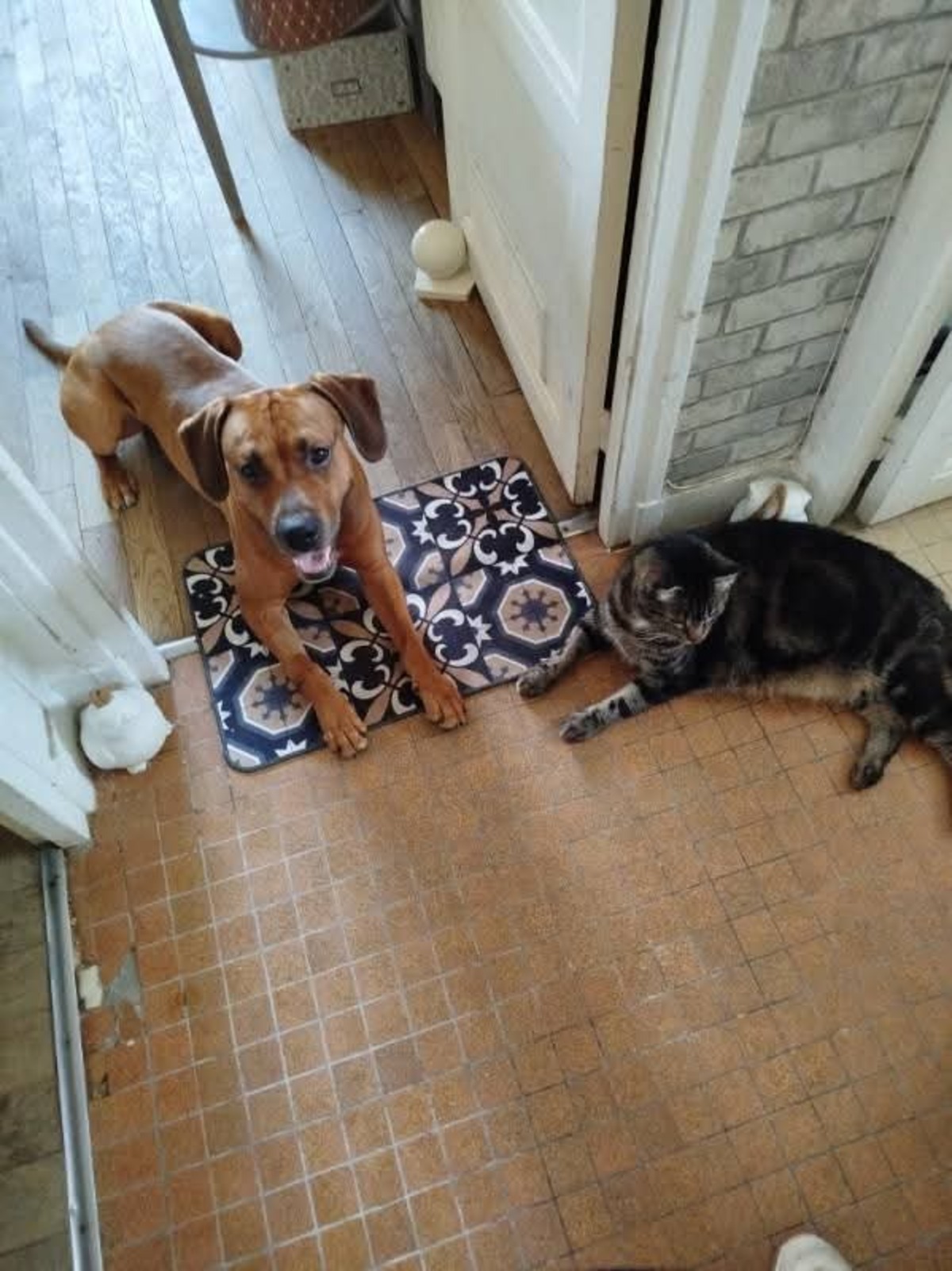 Adoption Eliott