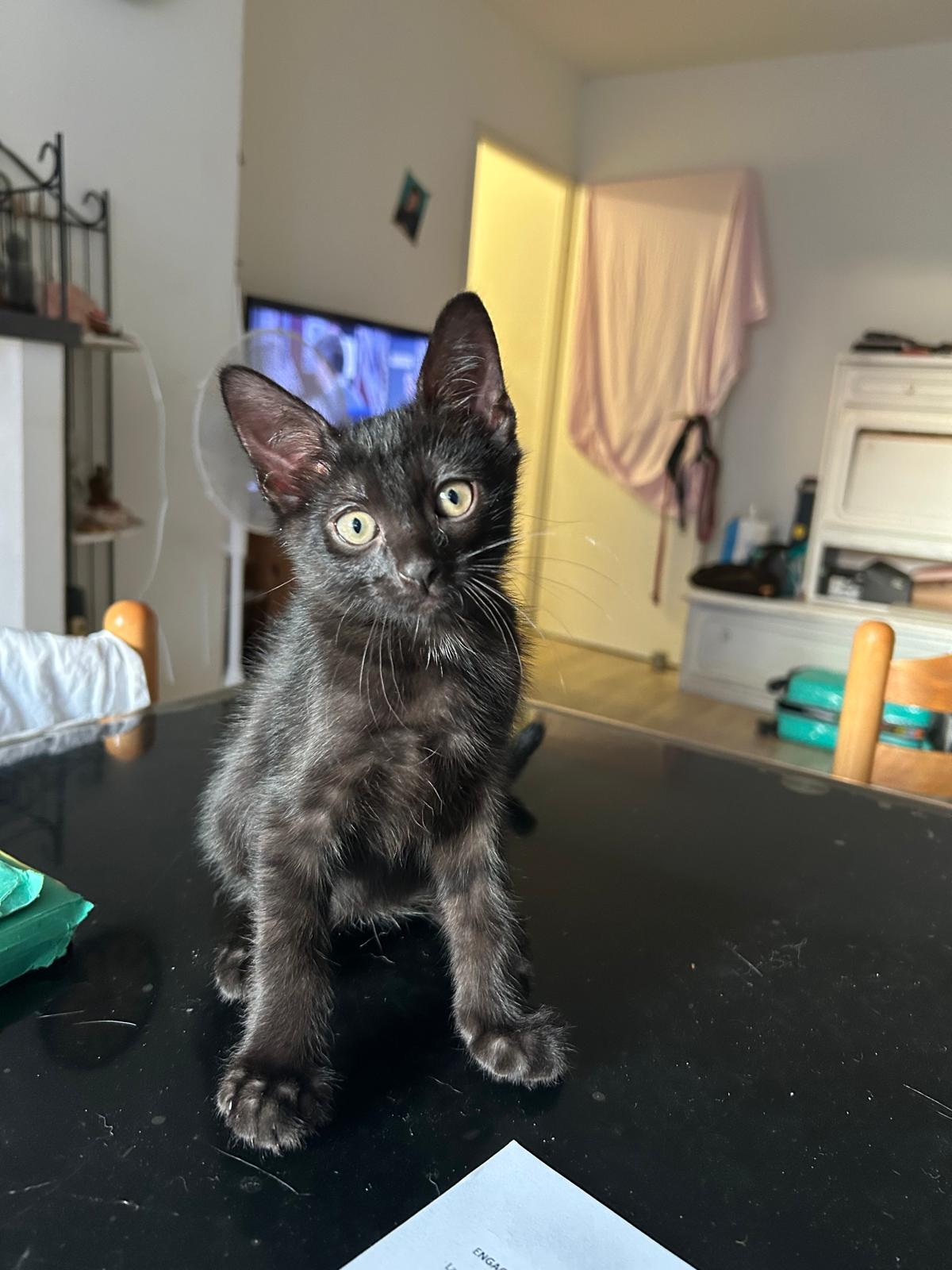 Adoption BALOO