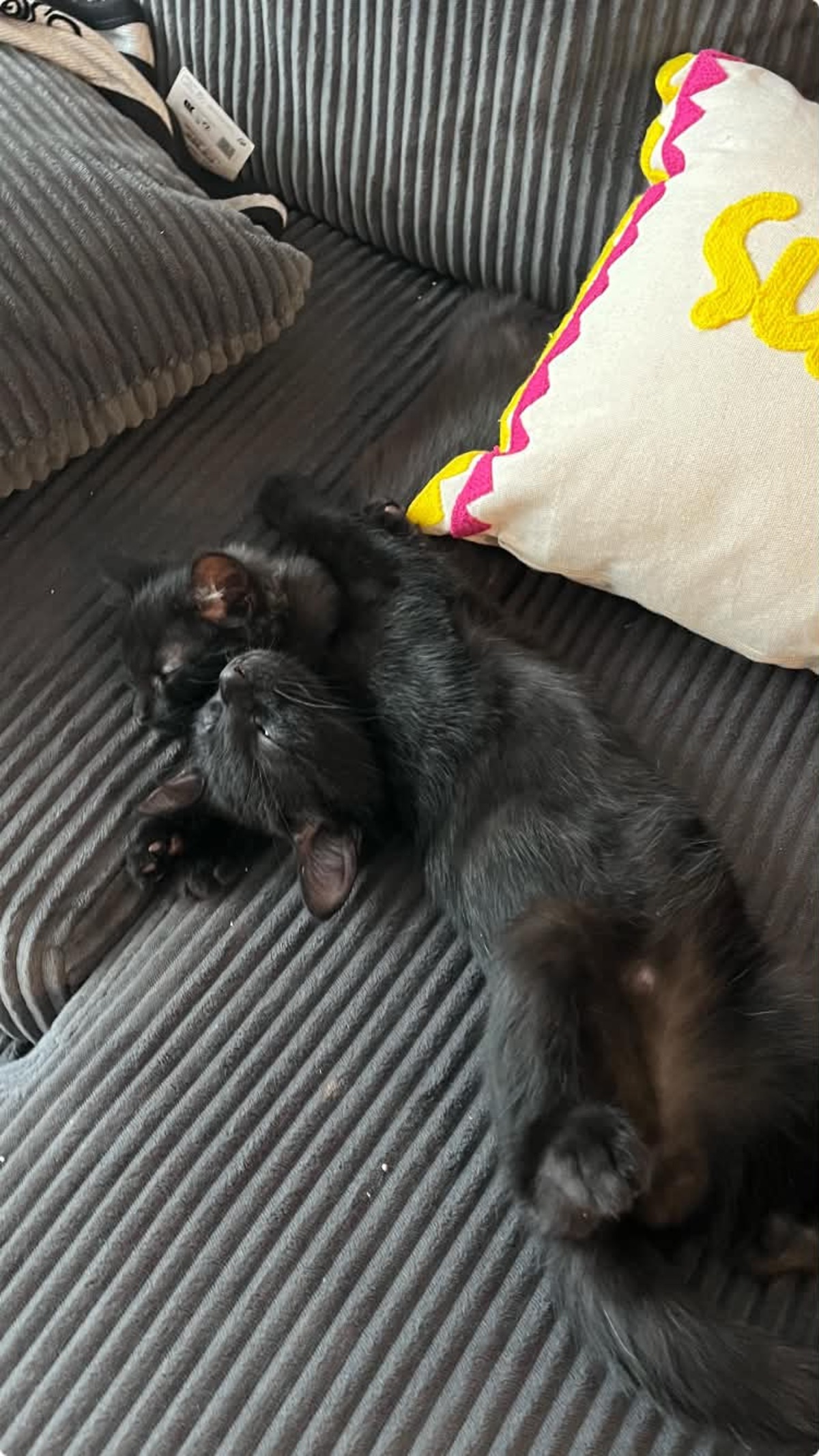 Adoption Pirouette & Tempête