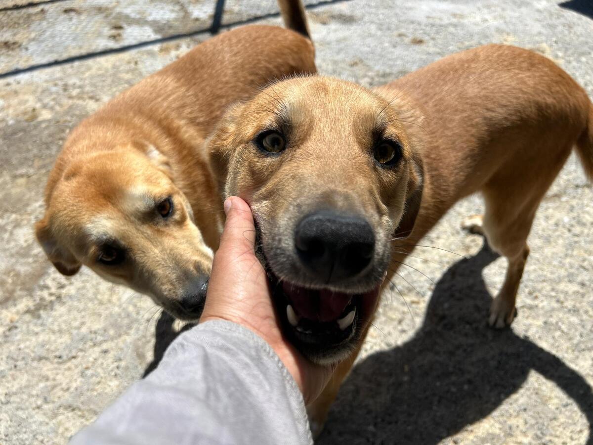 Adoption Track