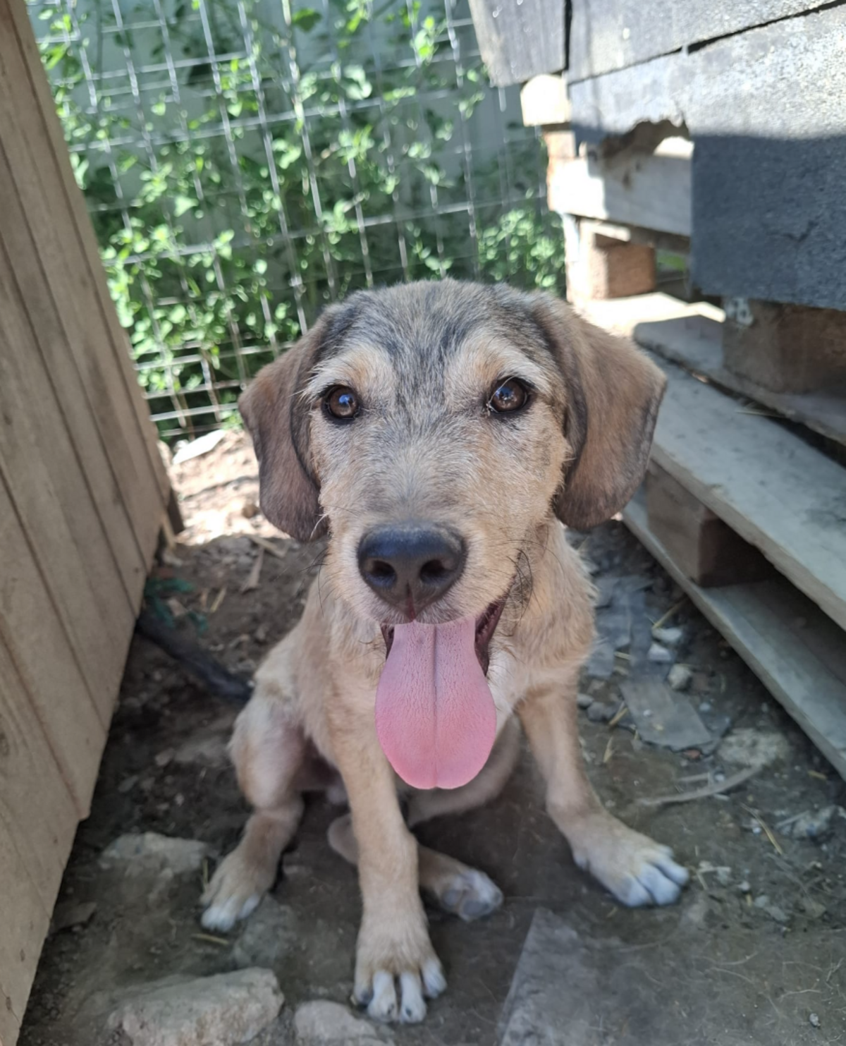 Adoption Ianis