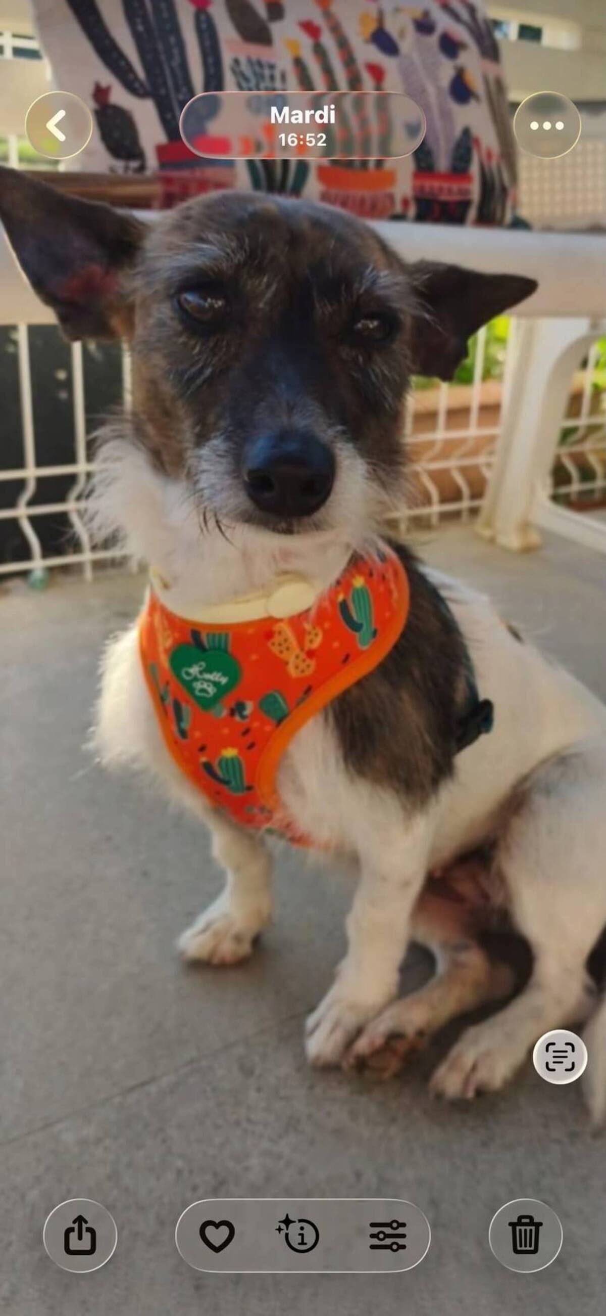 Adoption Lolita