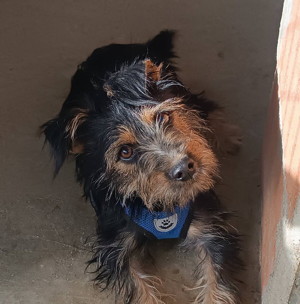 Adoption Blas
