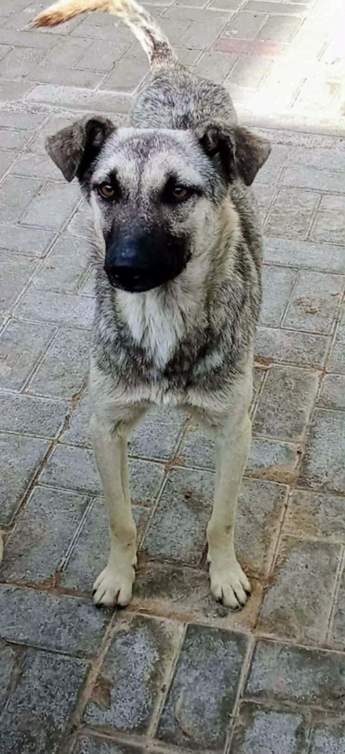 Adoption Zazie