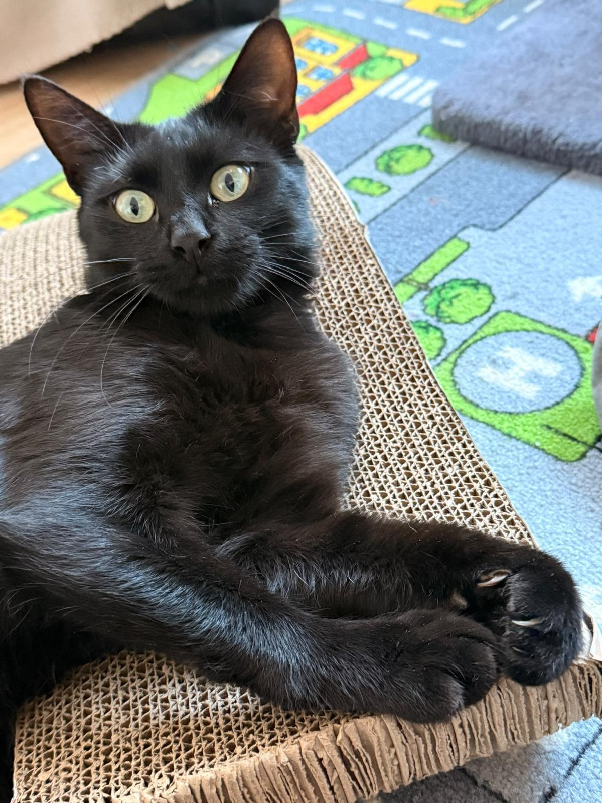 Adoption Suckie