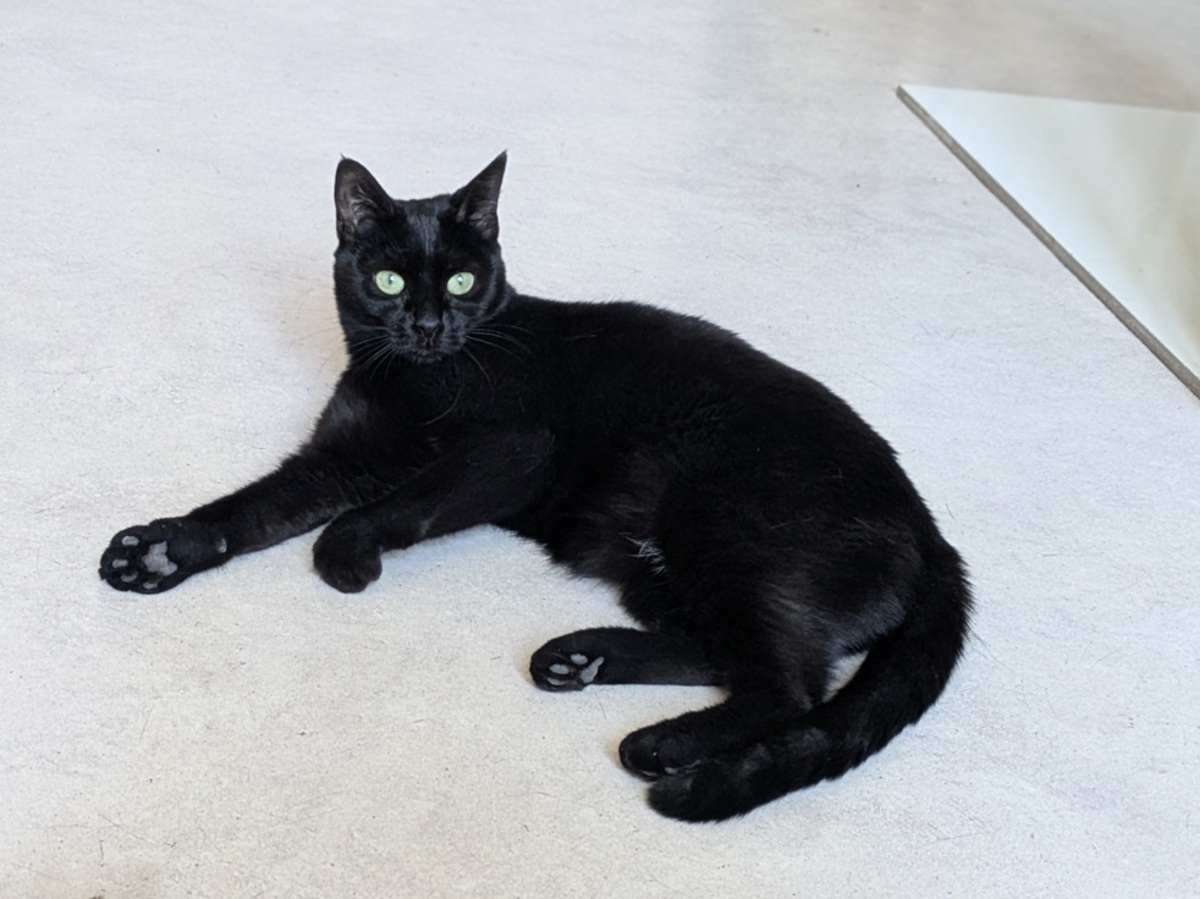 Adoption Thea
