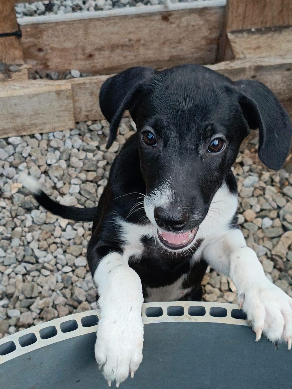 Adoption Frimousse