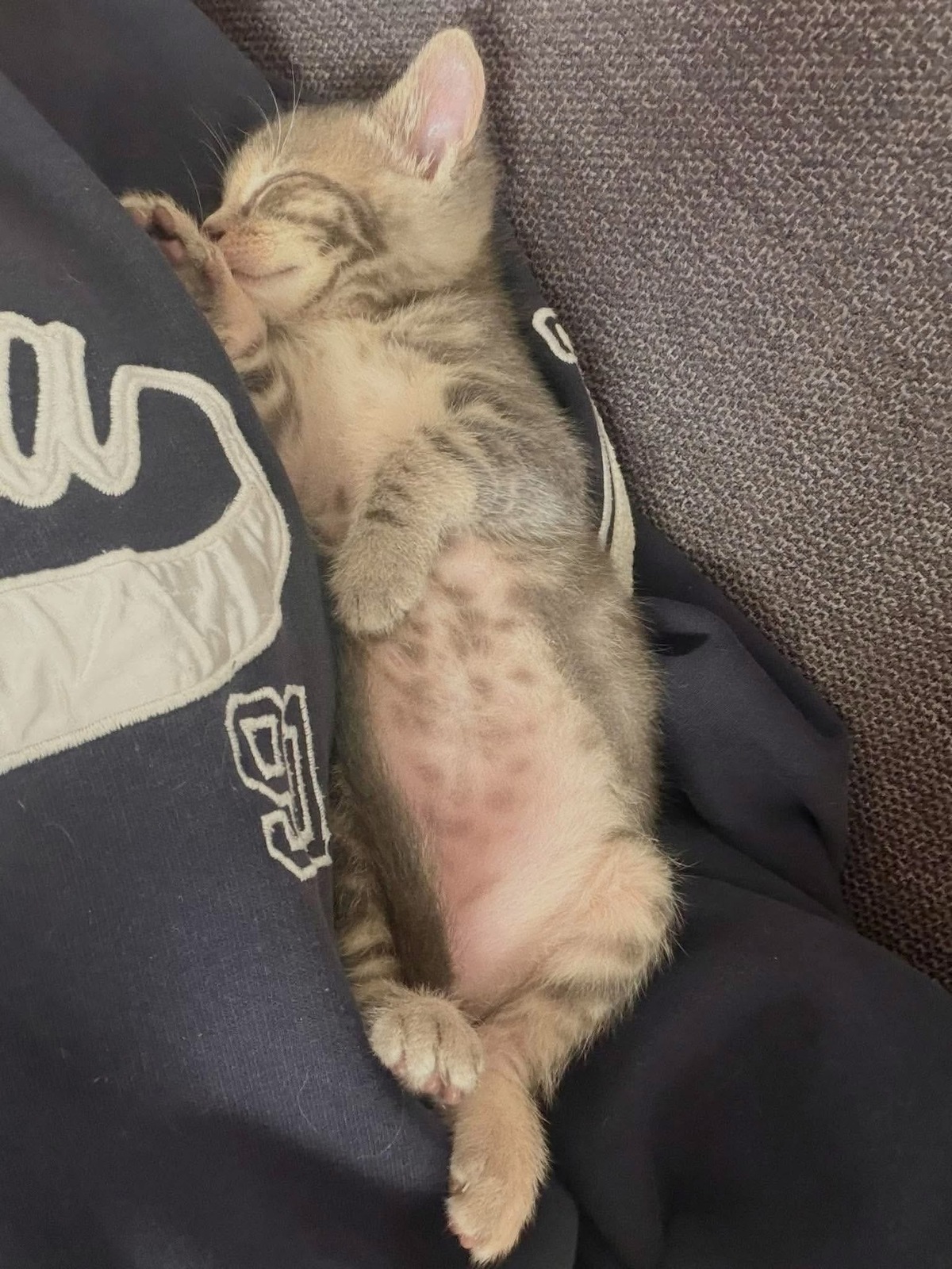 Adoption Melodix 