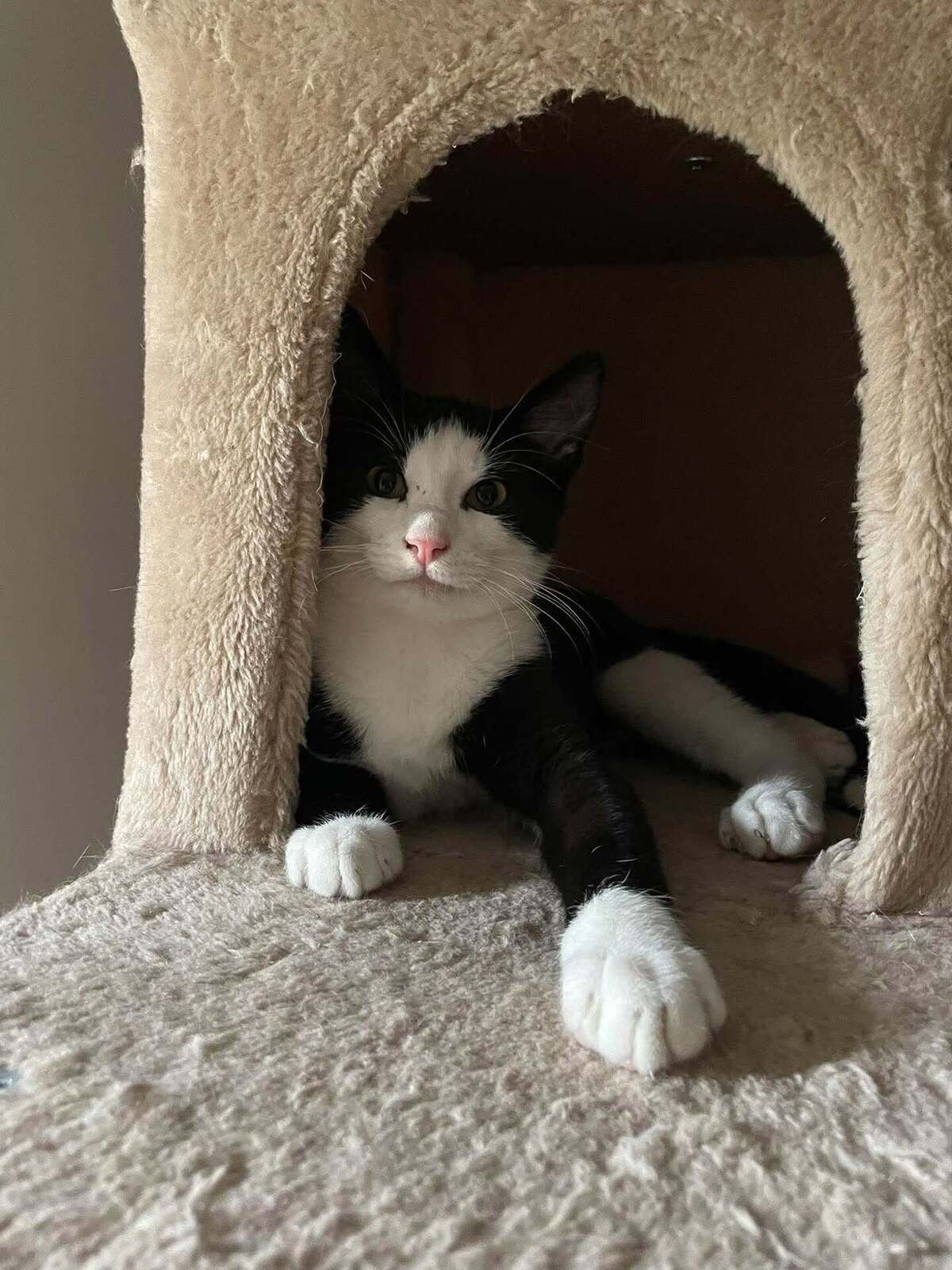 Adoption Flash & Filou