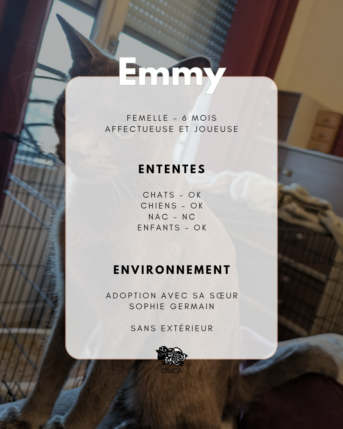 Adoption Emmy