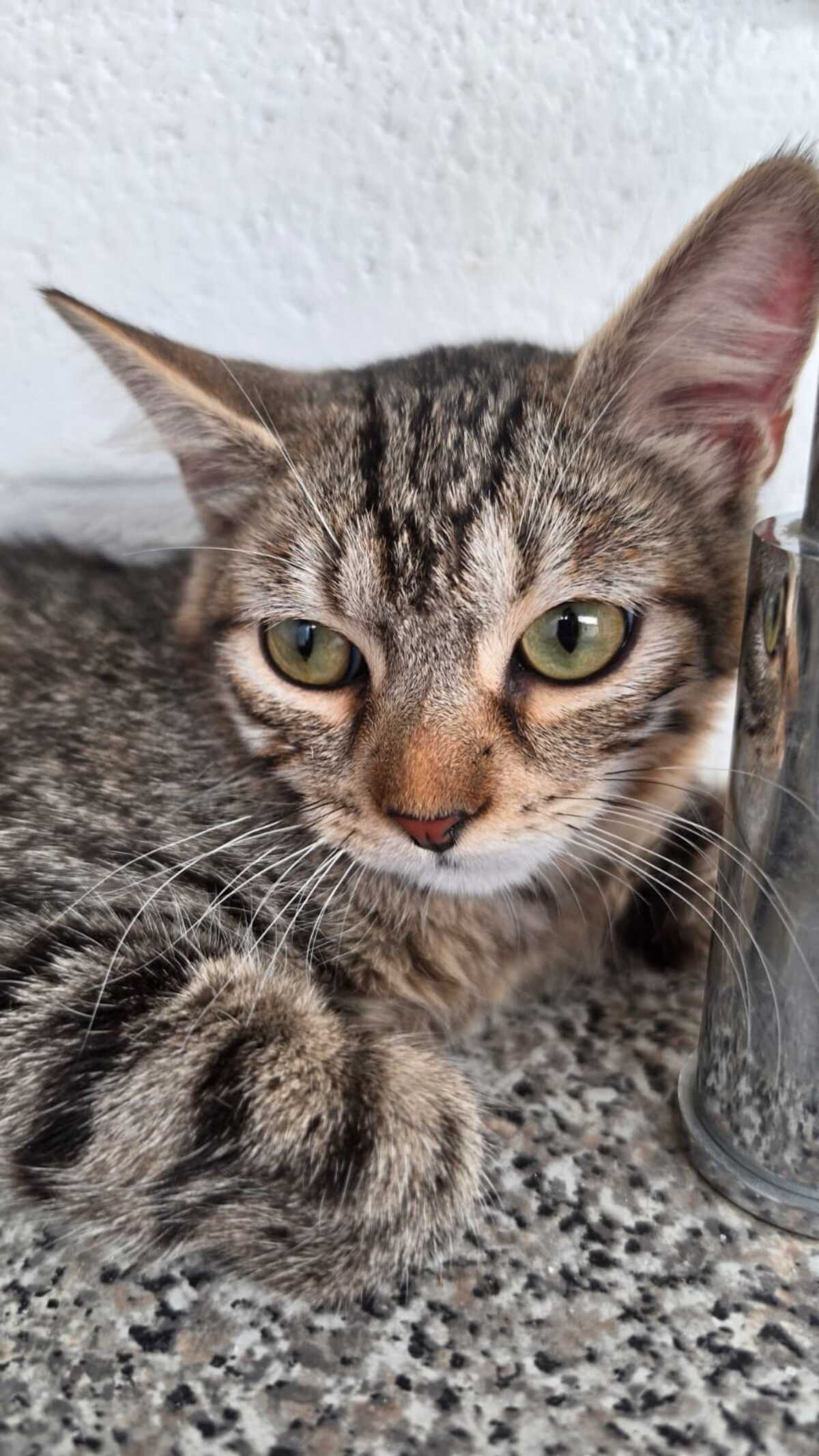 Adoption TITI