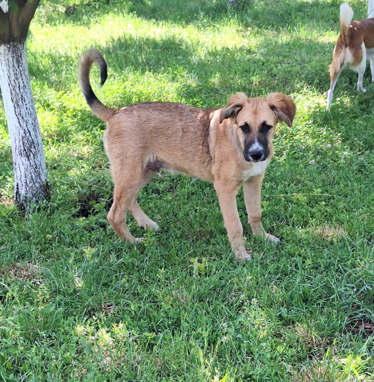 Adoption Archie