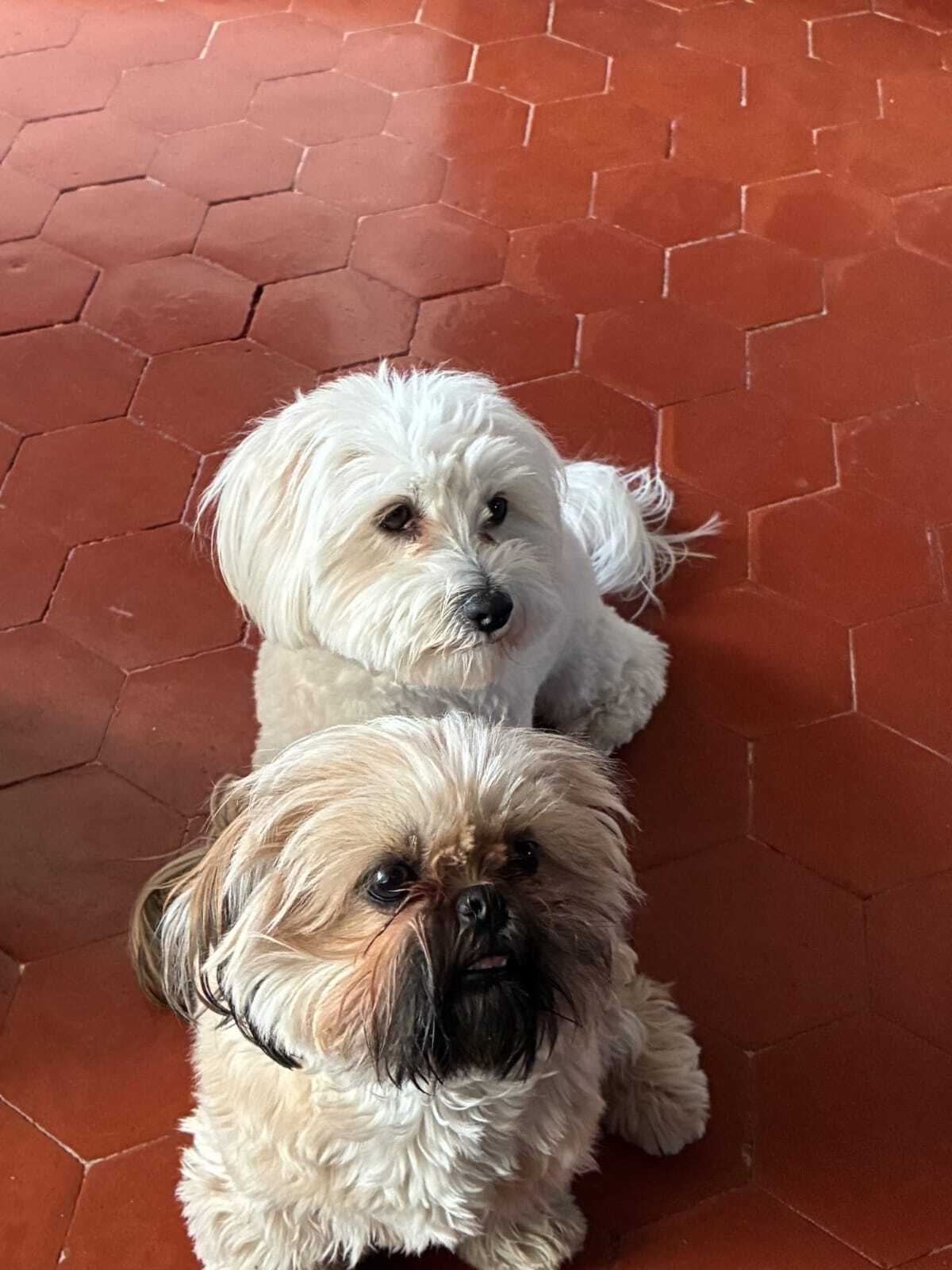 Adoption Maya et Bella