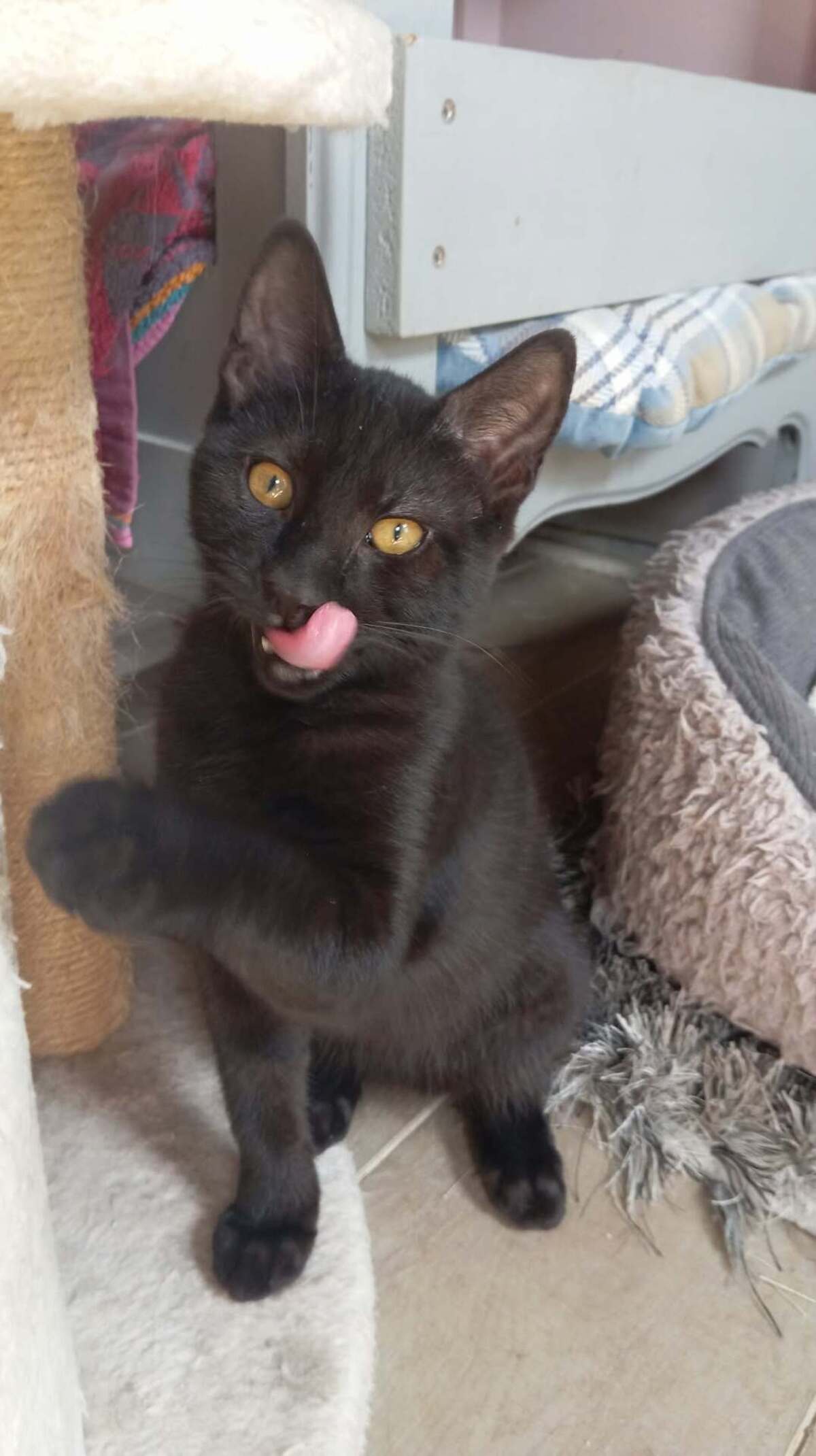 Adoption MILKSHAKE