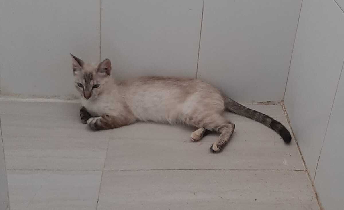 Adoption Luna