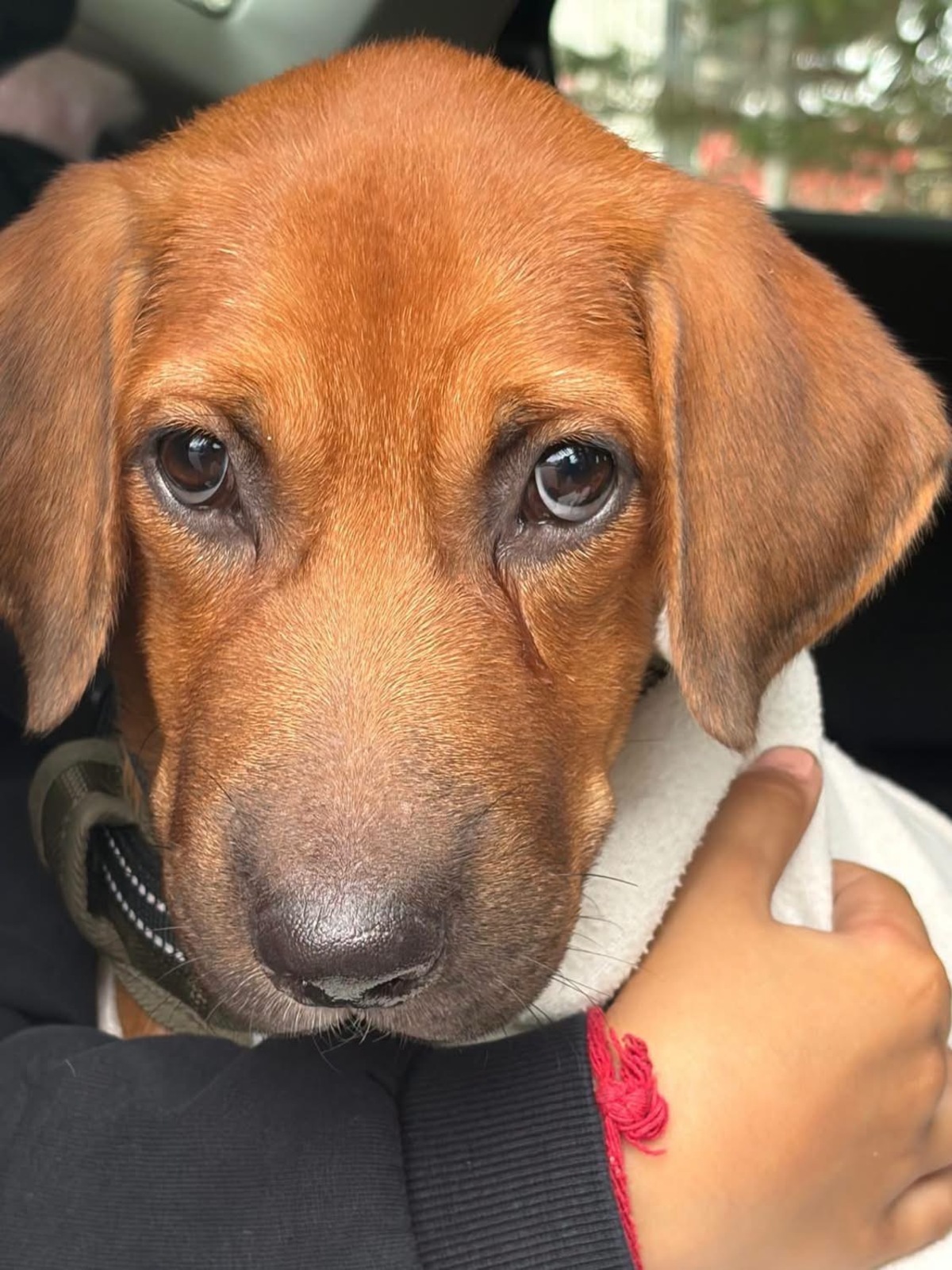 Adoption Cavale