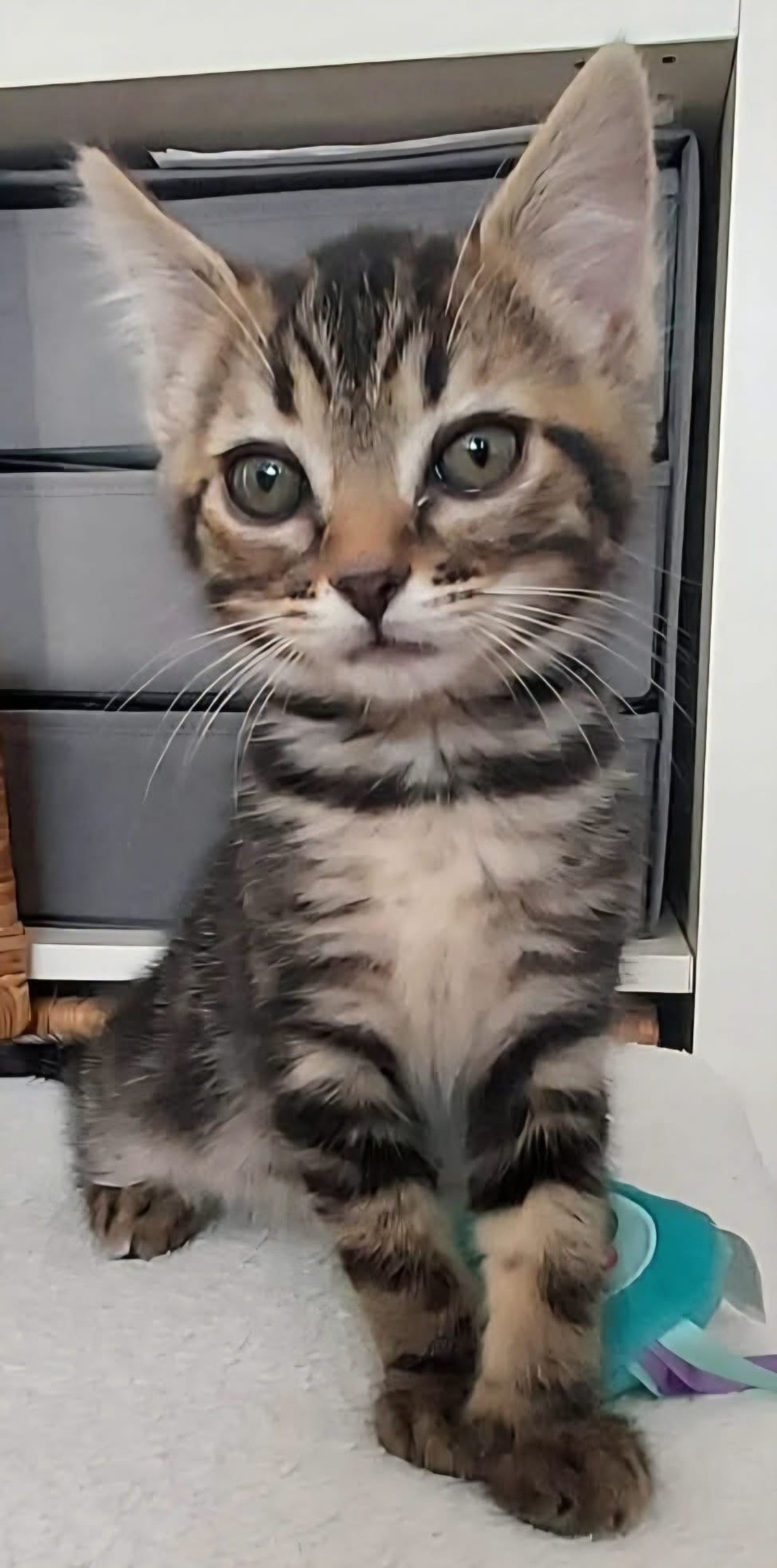 Adoption Erell 
