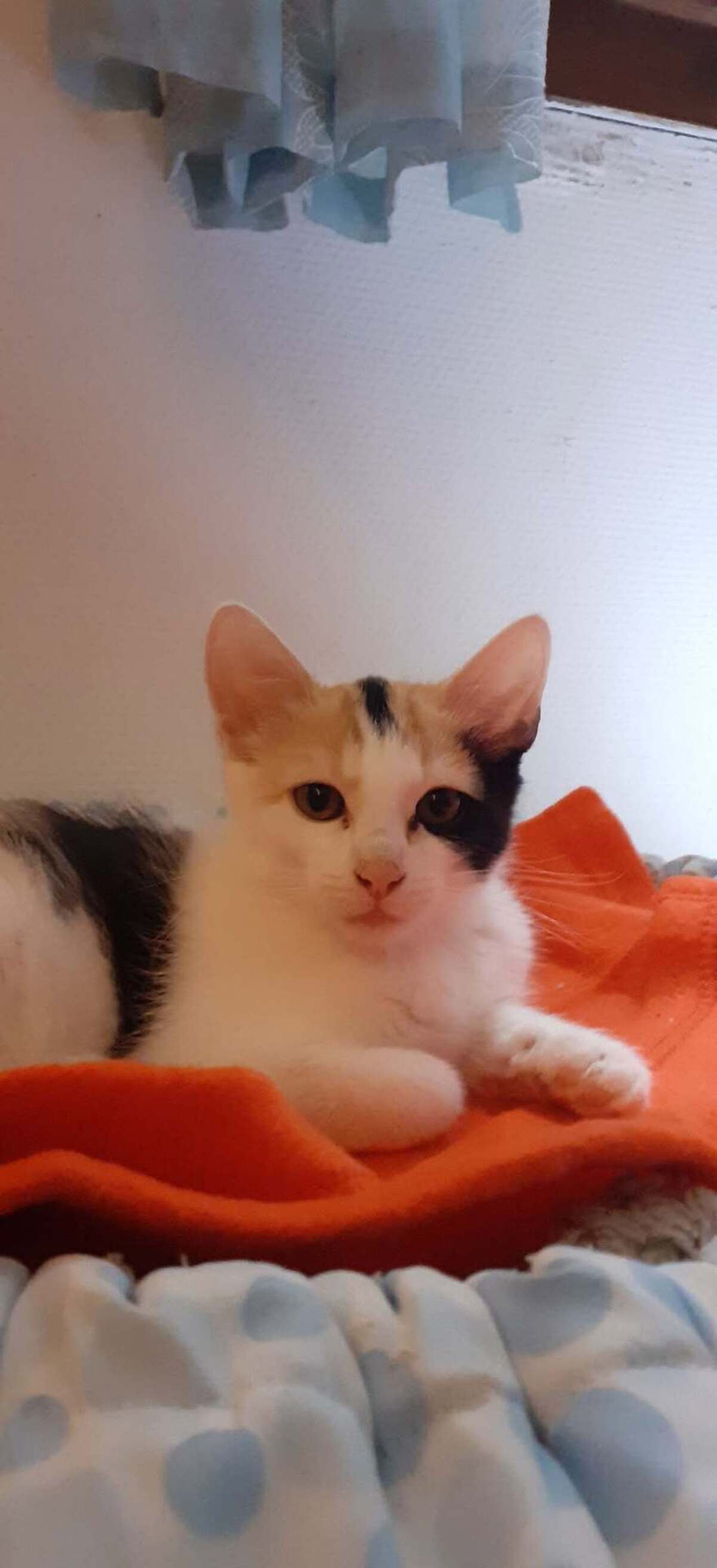 Adoption Baya