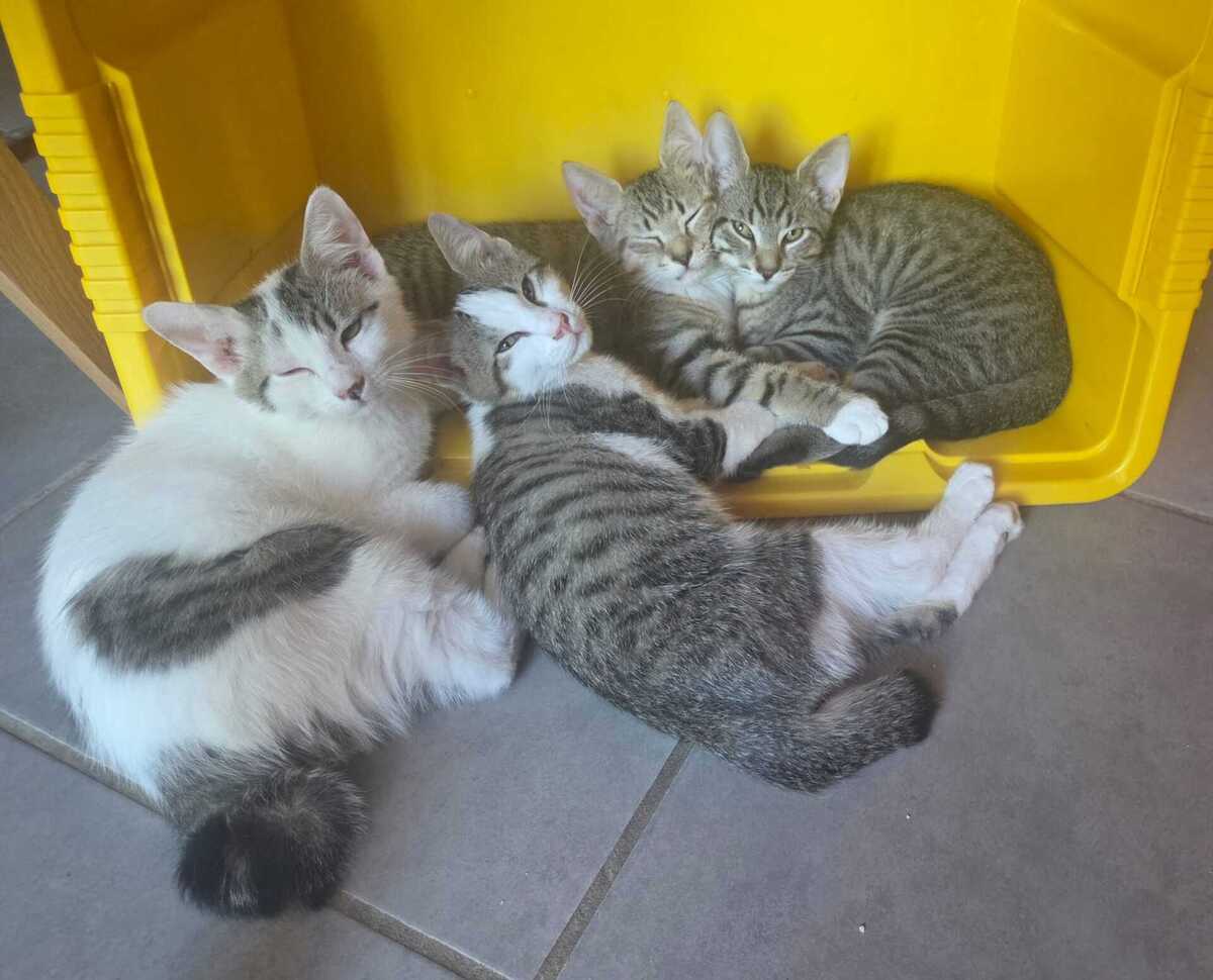 Adoption Bémol