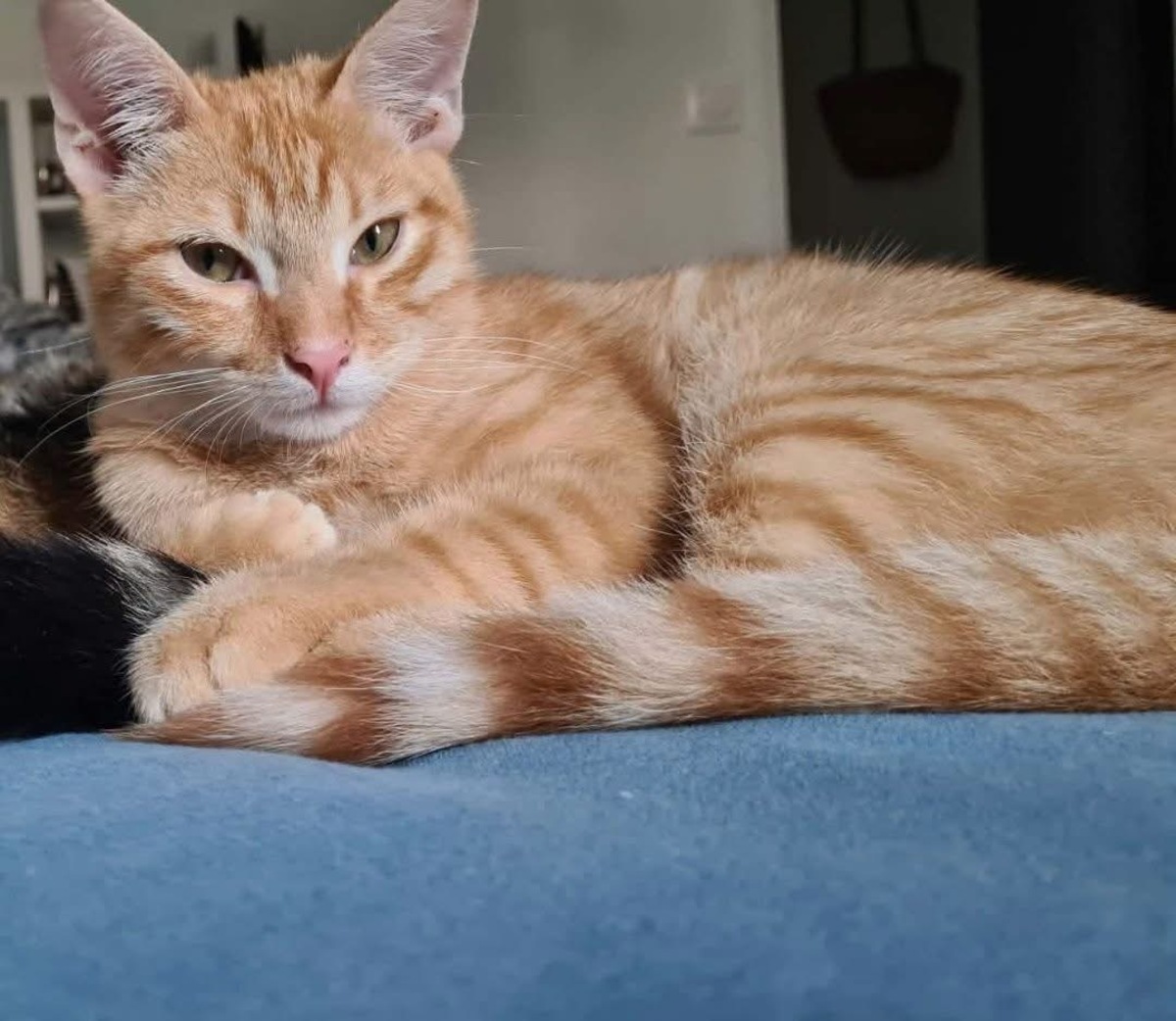 Adoption Tchoutchou 