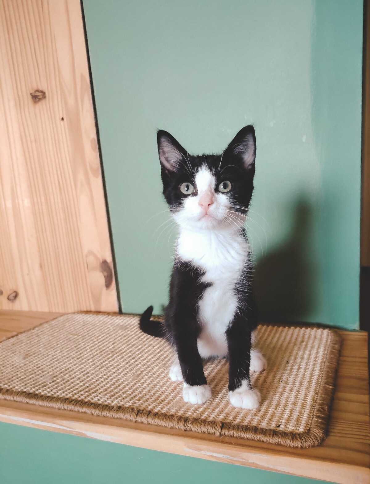 Adoption Bogo