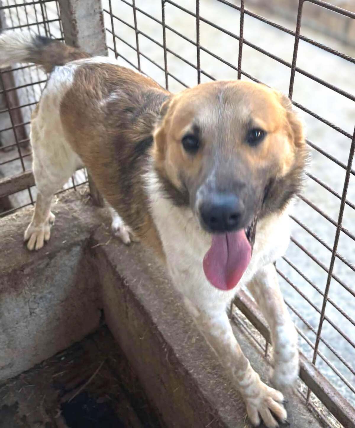 Adoption Lucien
