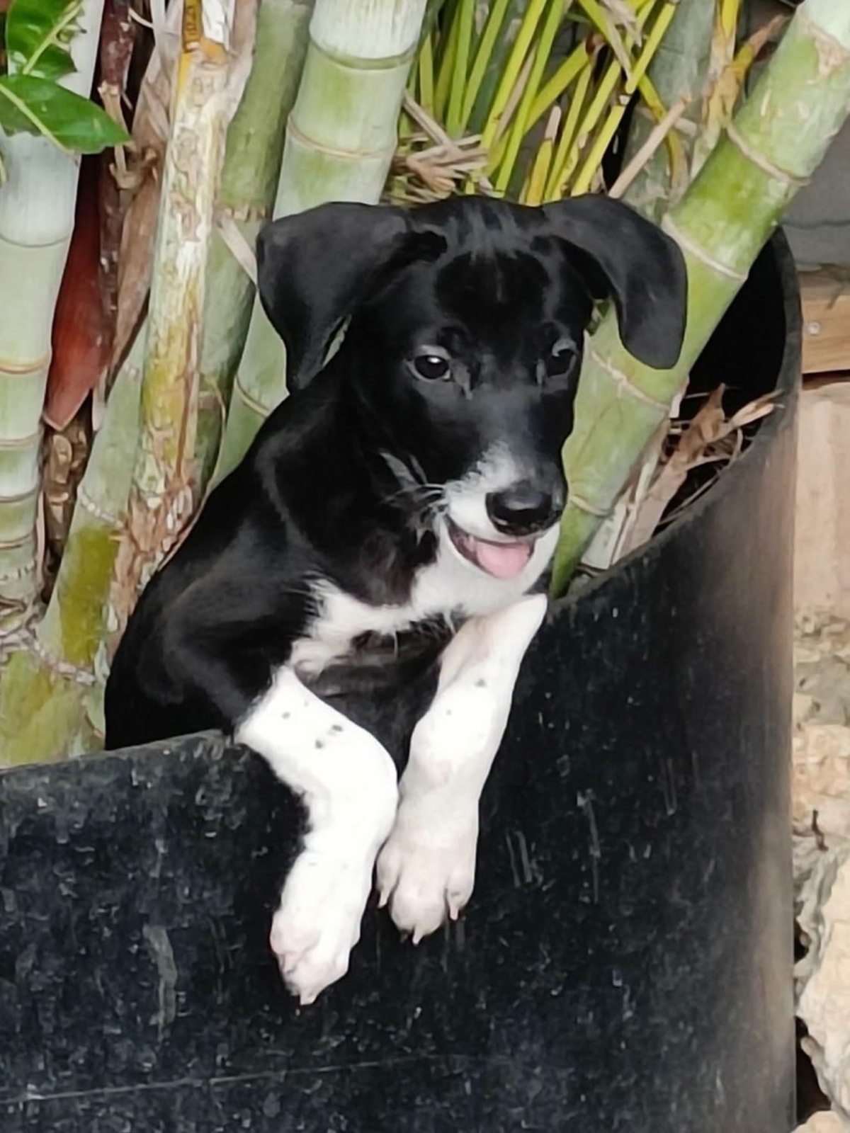 Adoption Frimousse