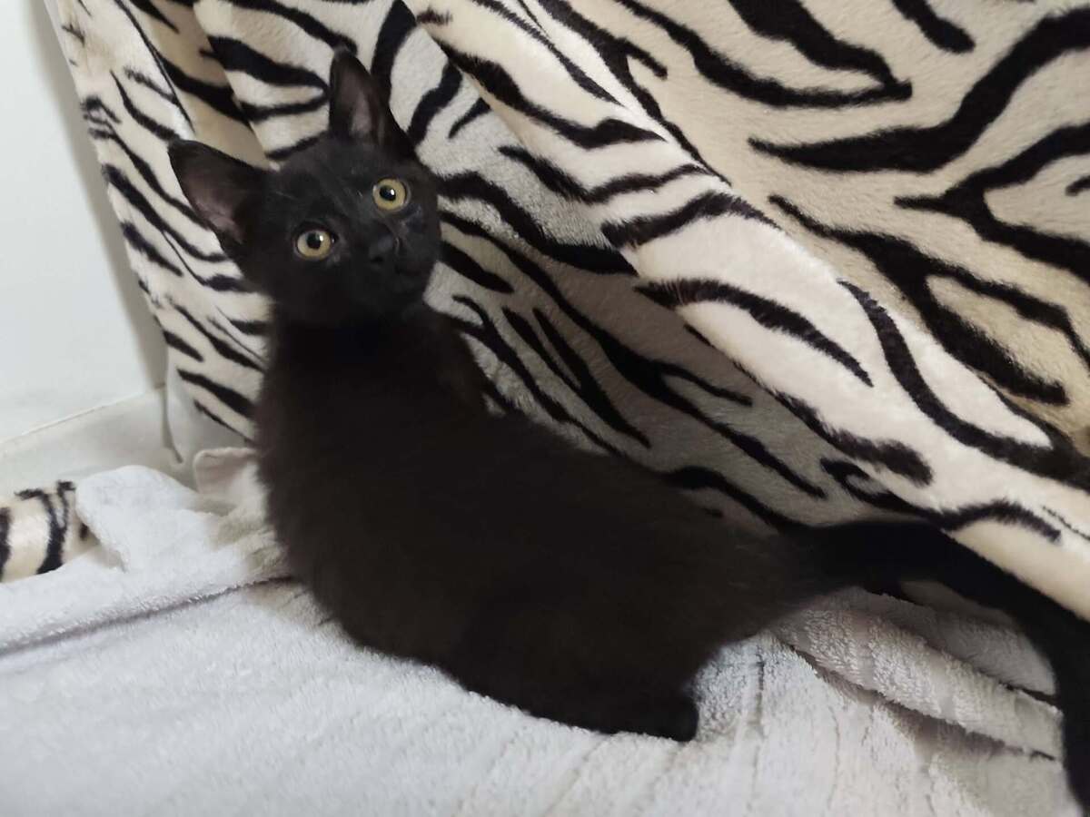 Adoption Bricole 